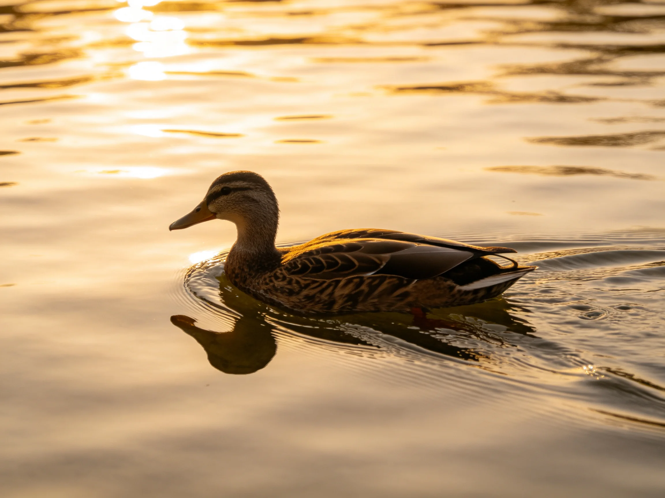 A duck gliding through golden-hued water with a reflective surface