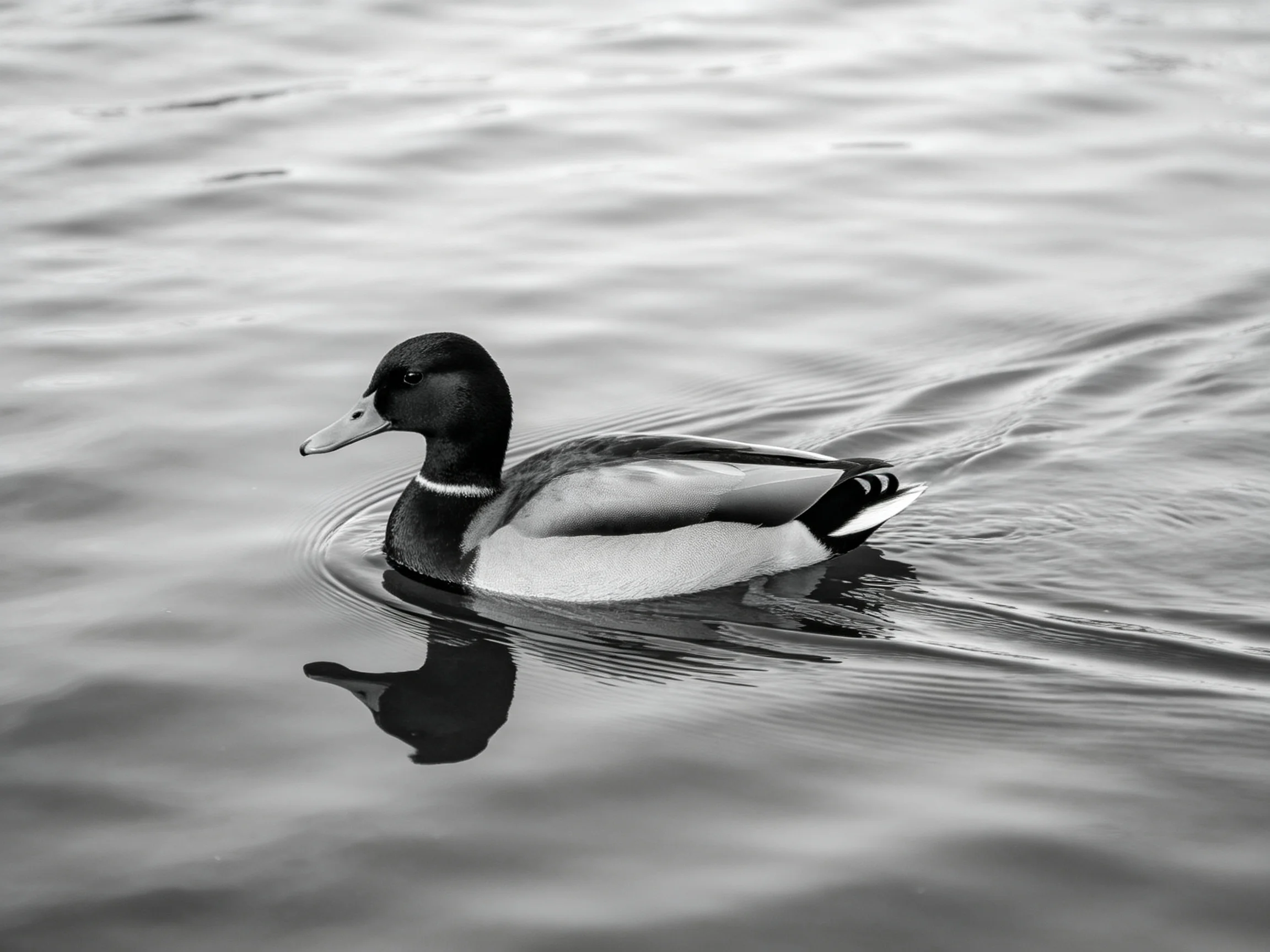 A duck gliding through rippled water with dark and light plumage