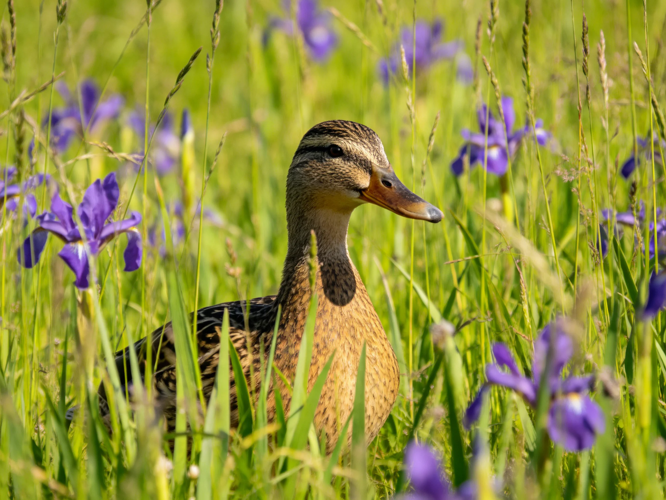 A duck nestled among tall green grasses with vibrant purple iris flowers
