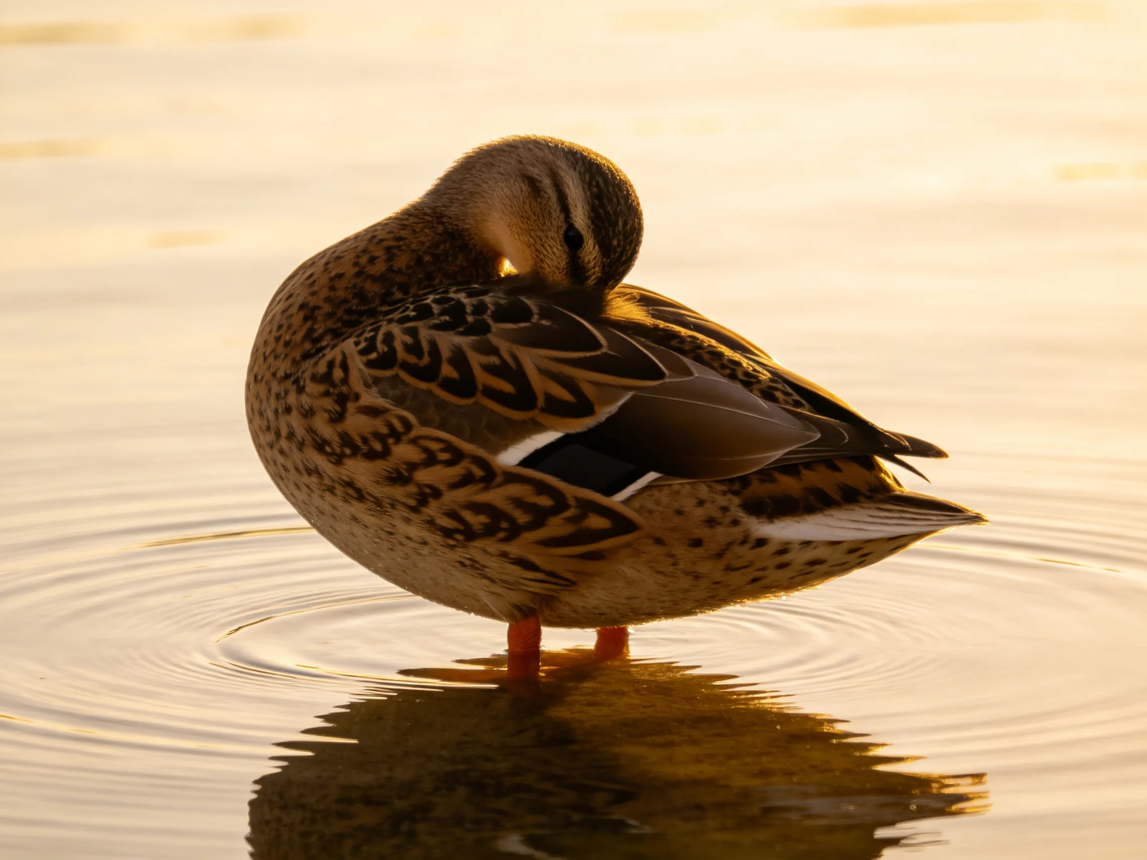 A duck preening in calm water during golden-hour lighting