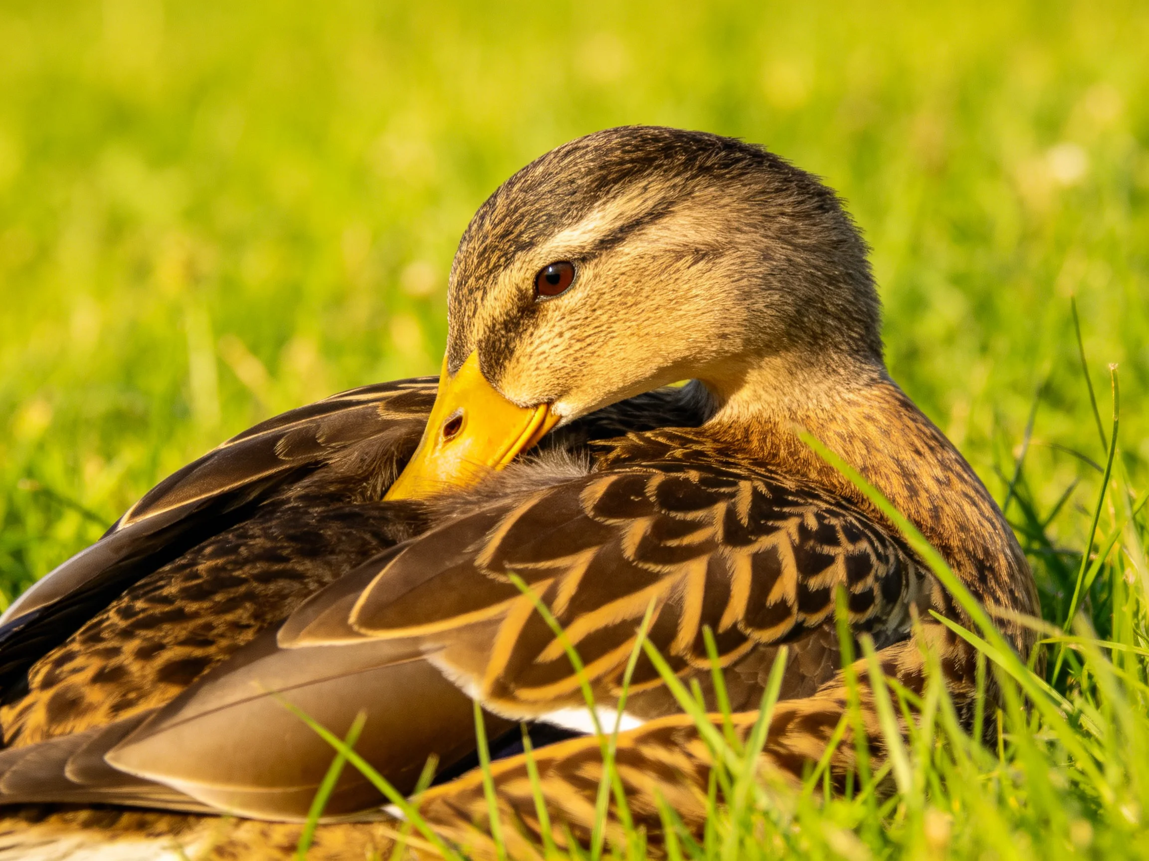 A duck preening with brown and yellow feathers on lush green grass
