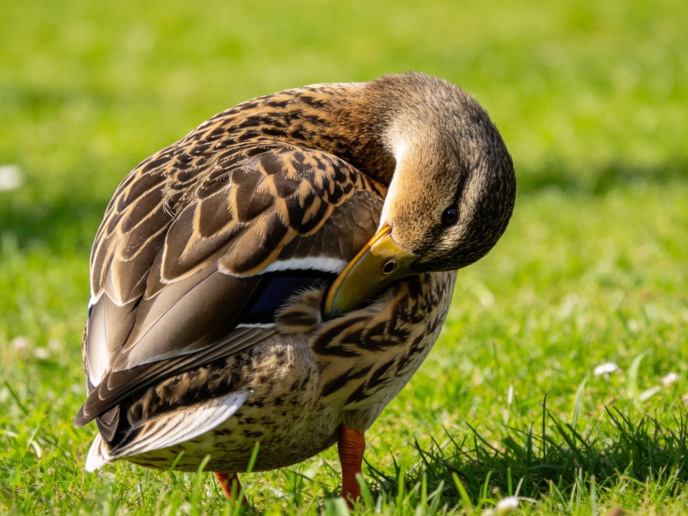 A duck preening with brown, black, and whiteplumage on lush green grass