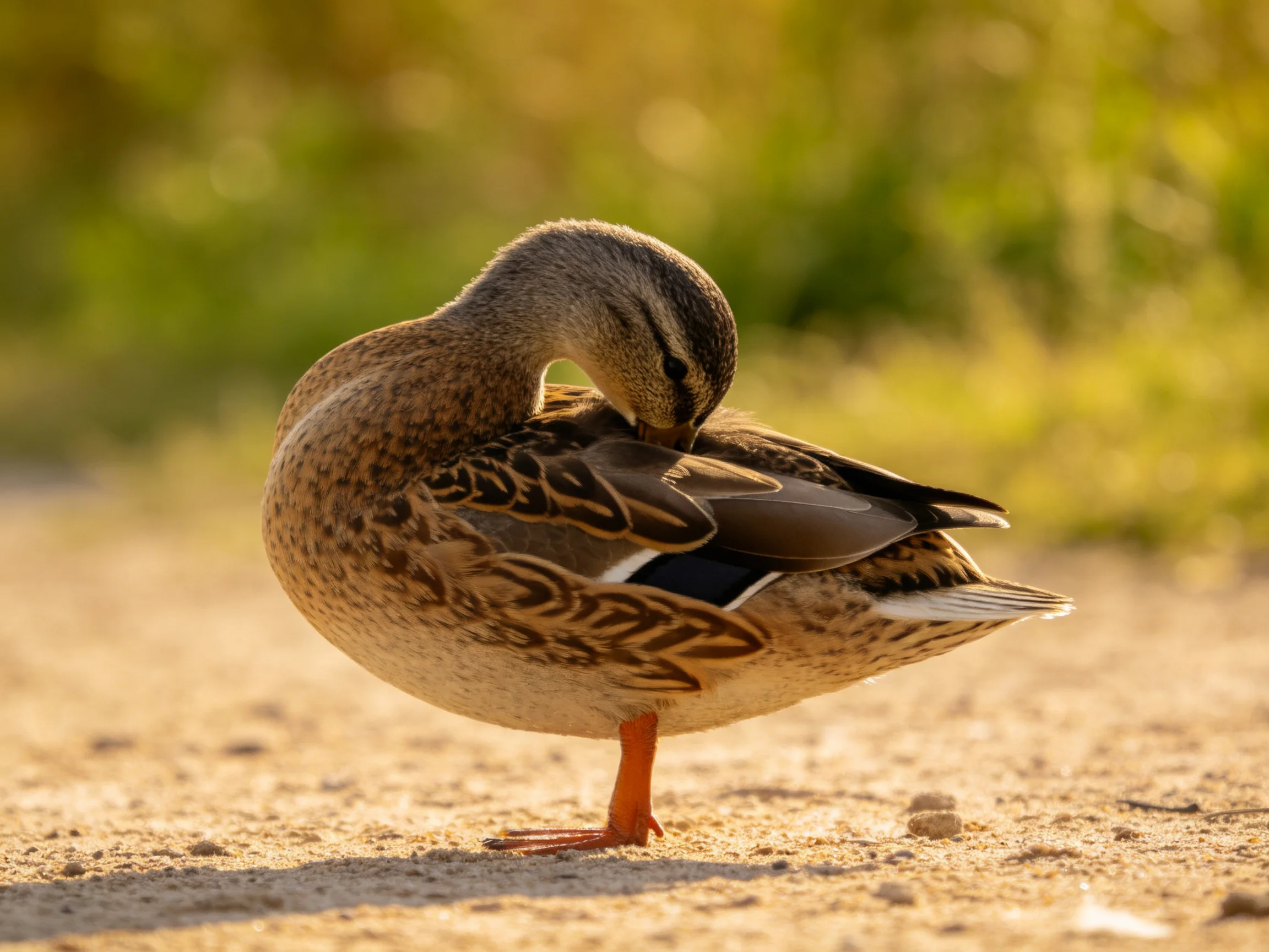 A duck preens on sandy ground with earthy brown feathers and bright orange feet