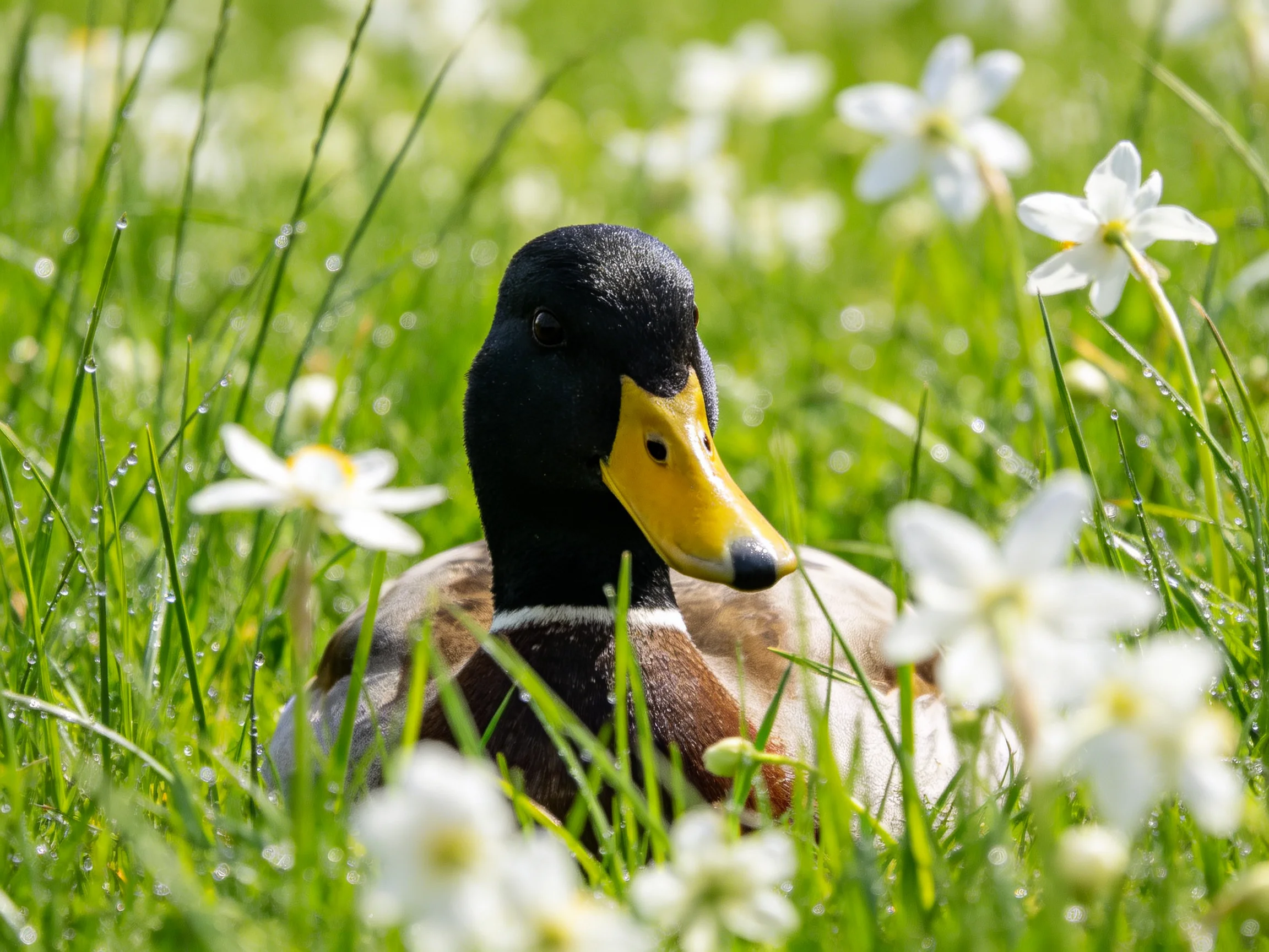 A duck resting among tall green grass and white wildflowers