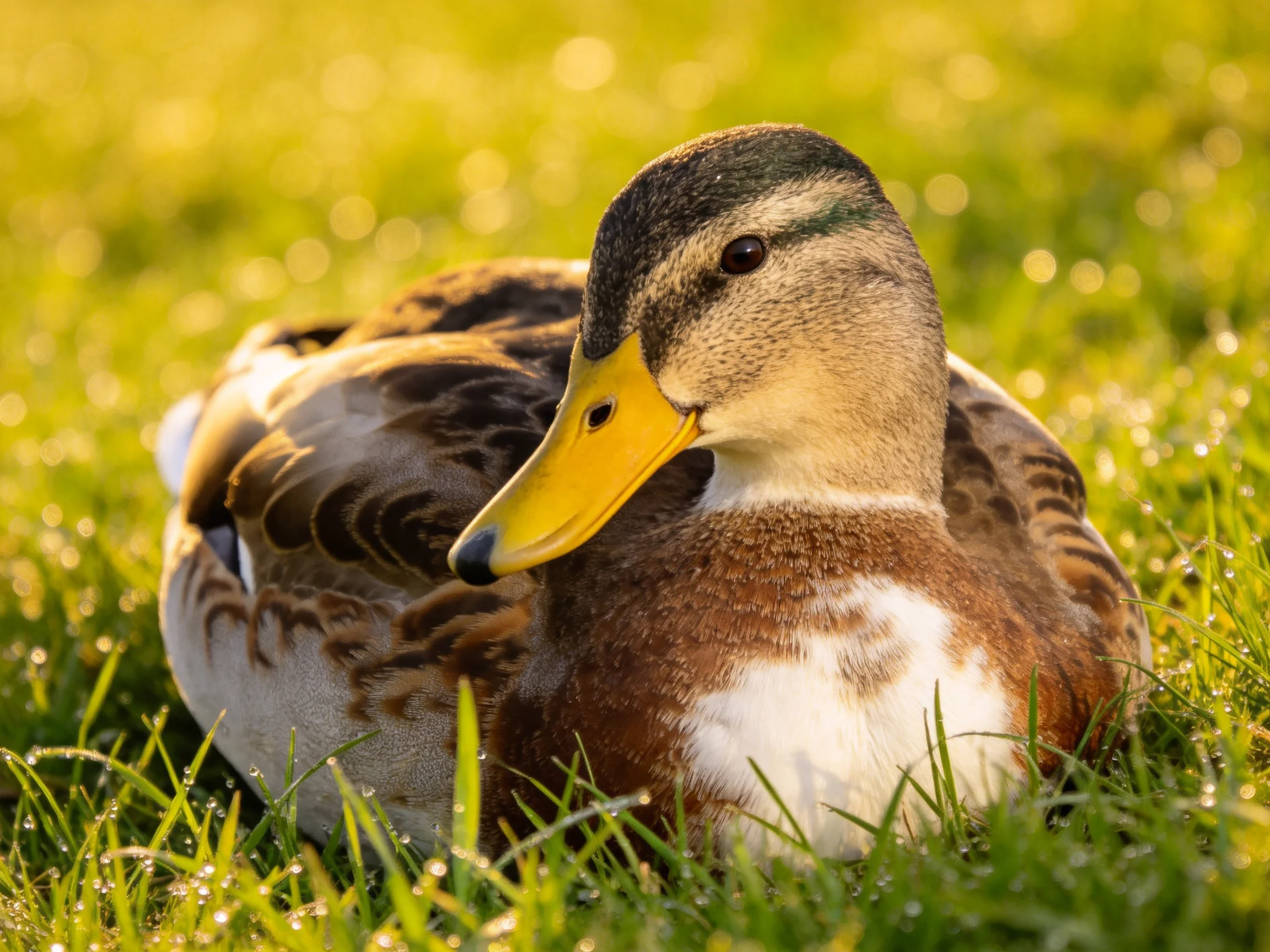 A duck resting on dewy green grass with brown and white plumage