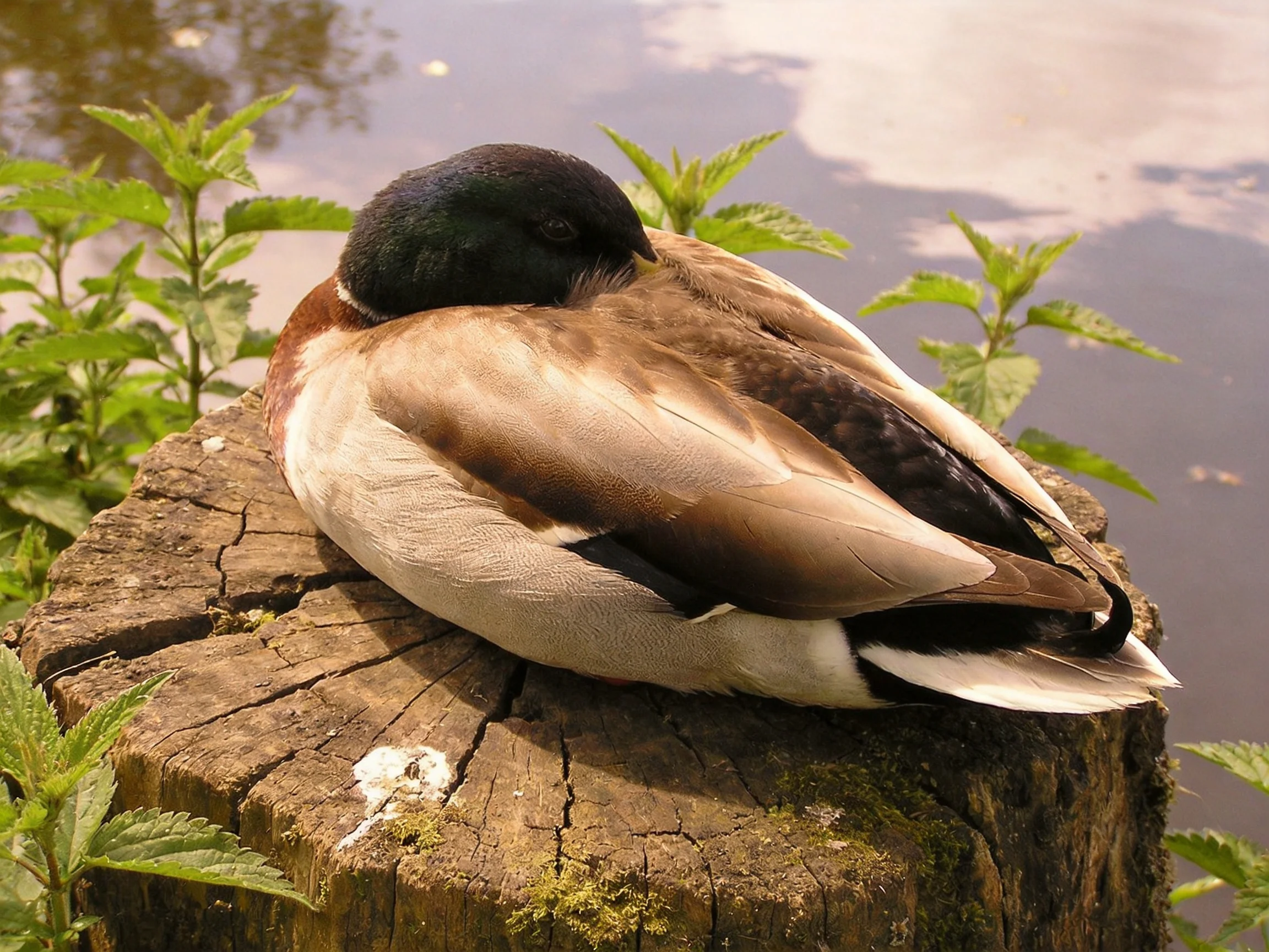 A duck rests on a weathered tree stump by calm water