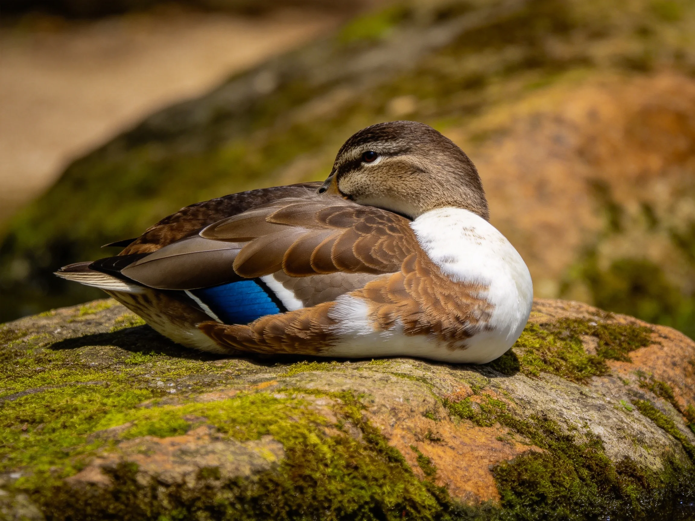 A duck restson a moss-covered rock with brown, white, and blue plumage