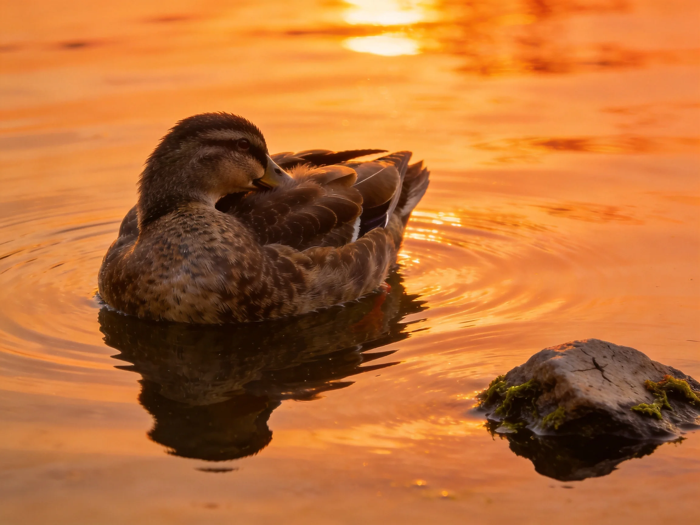 A duck swimming in golden-hued water at sunset