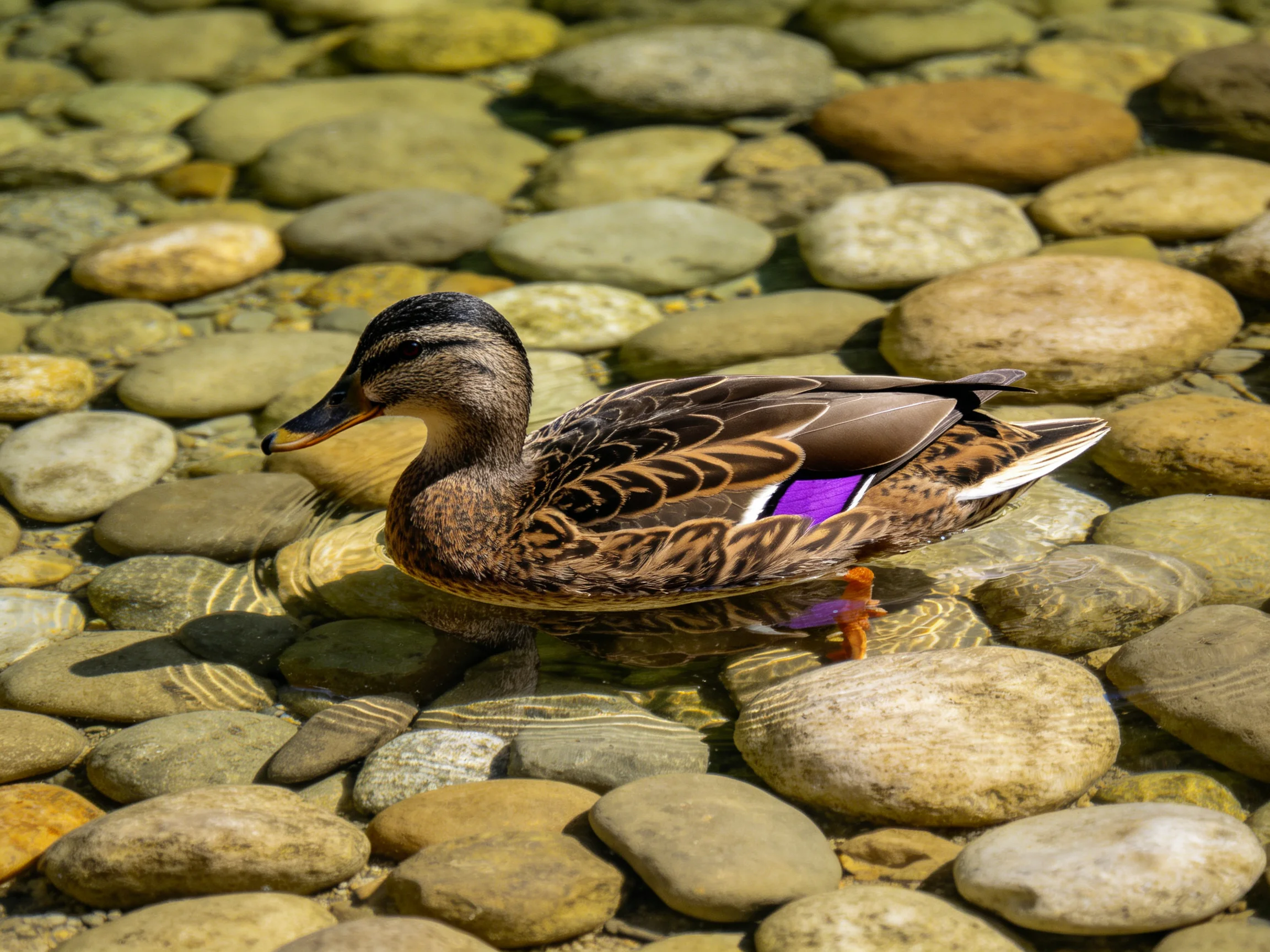 A duck swims among smooth multicolored river rocks