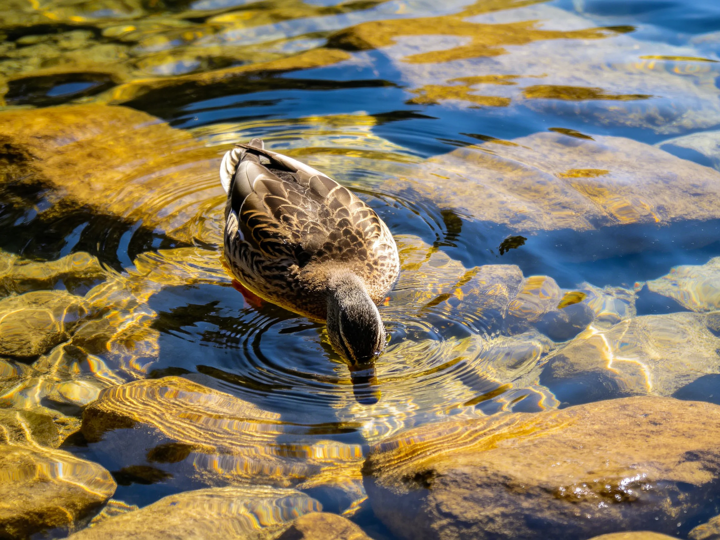 A duck swims in clear water among smooth brown rocks