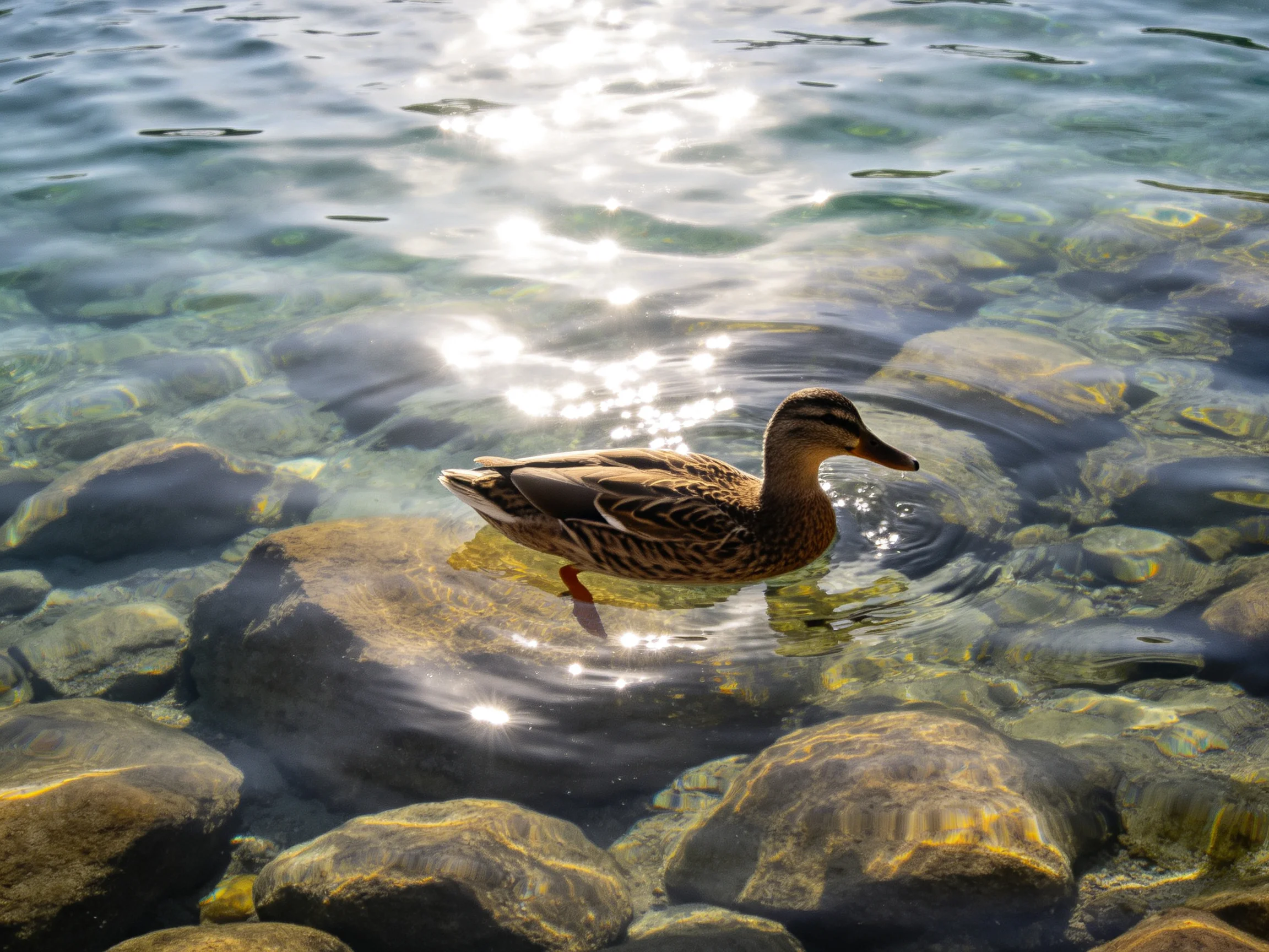 A duck swims in crystal - clear water over smooth stones