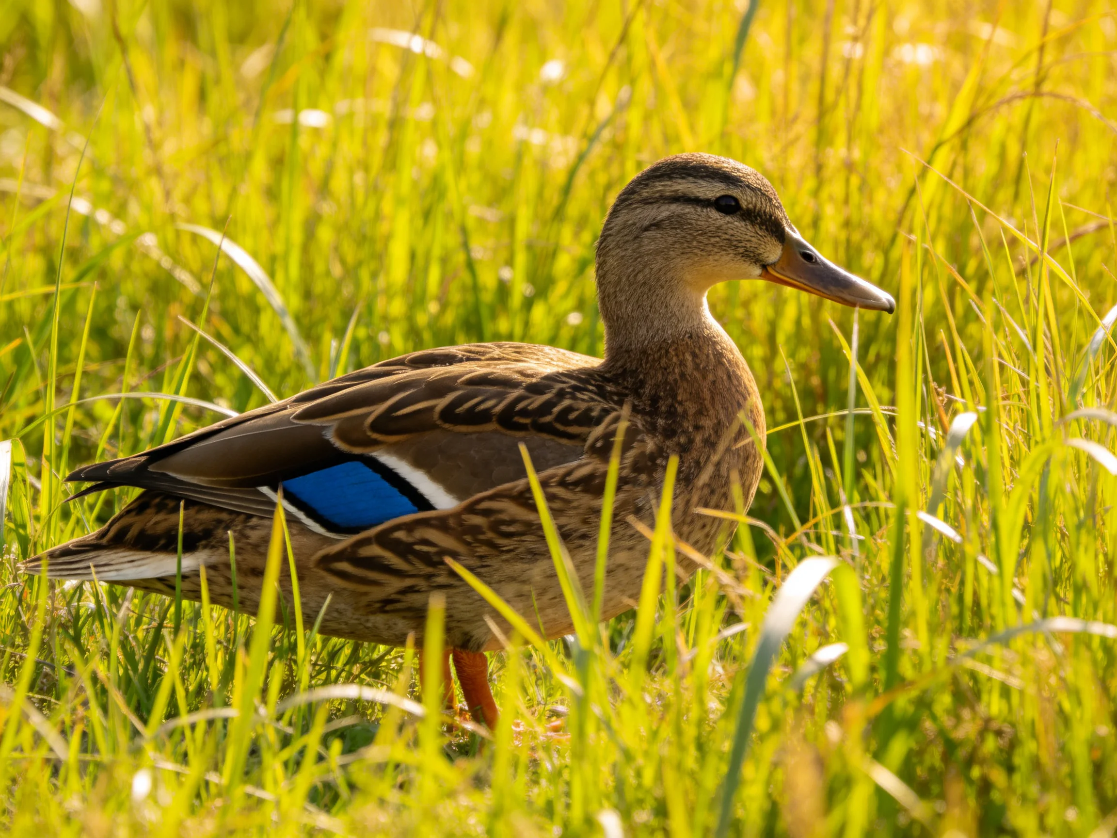 A duck with a blue wing patch in tall green grass