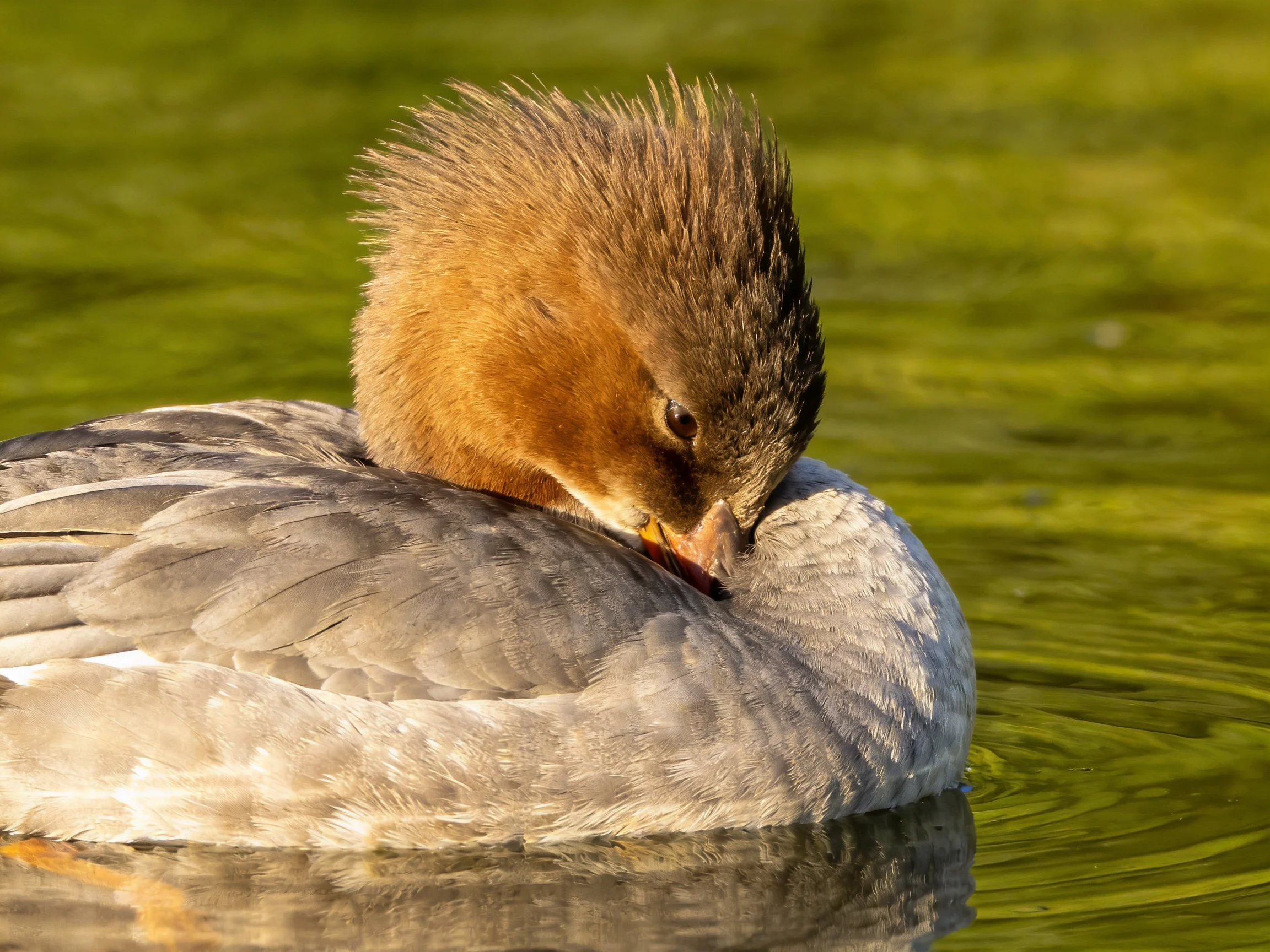 A duck with a brown crest preens on green water while floating.