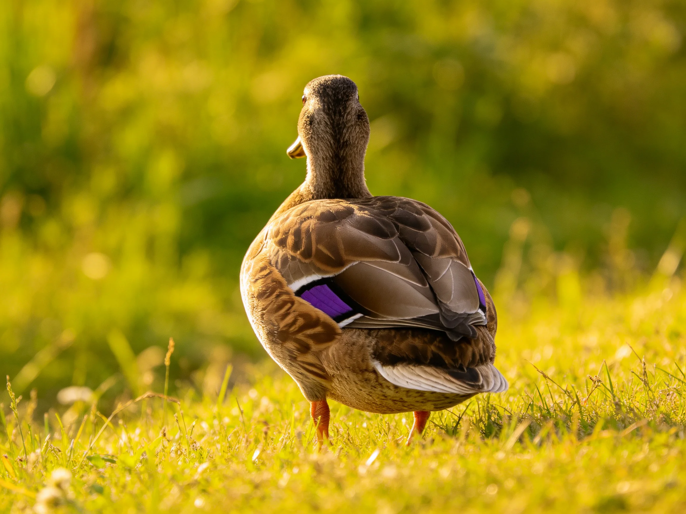A duck with a purple wing patch stands on sunlit green grass