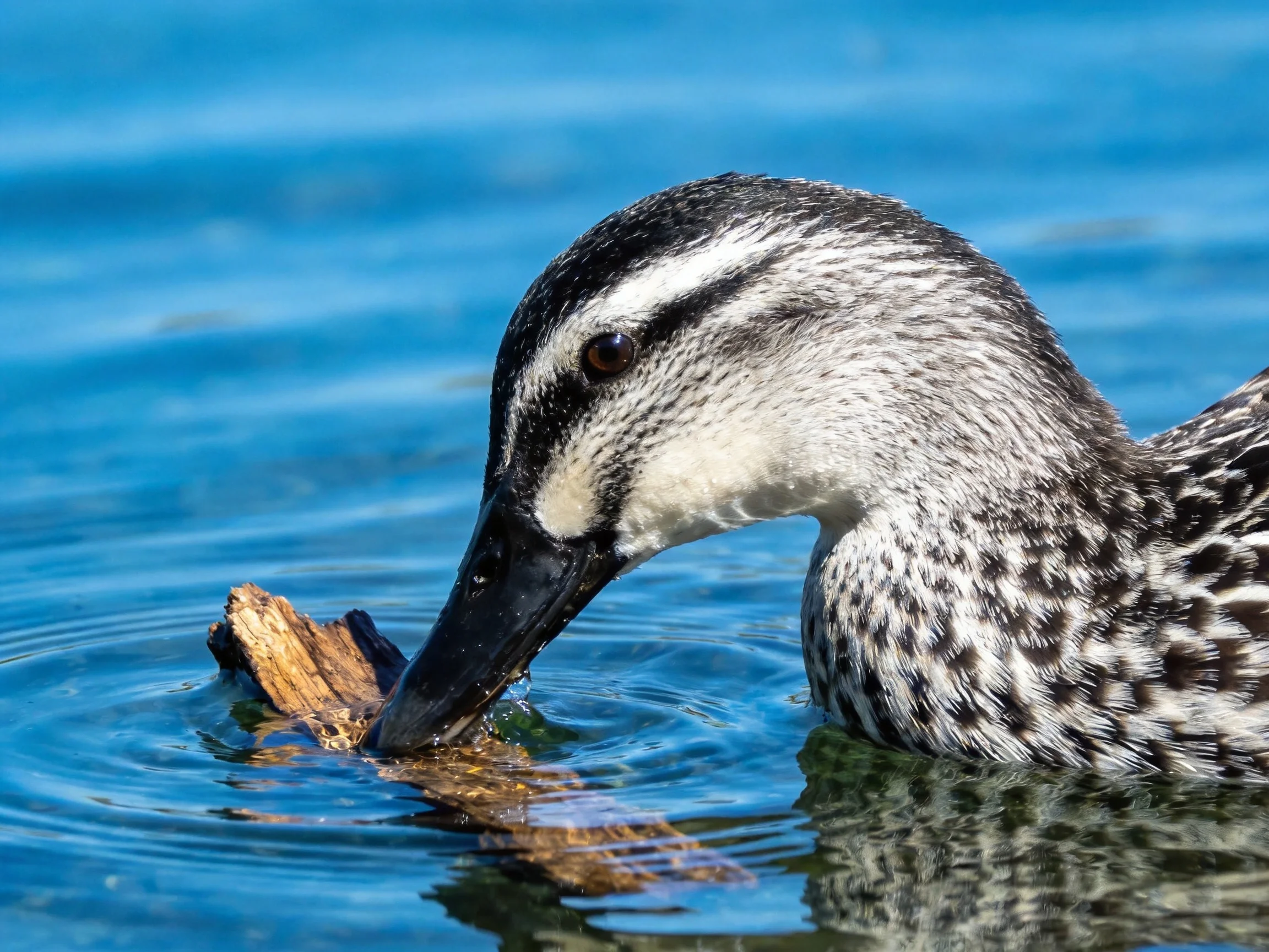 A duck with black and white plumage swims near a wooden fragment in clear blue water