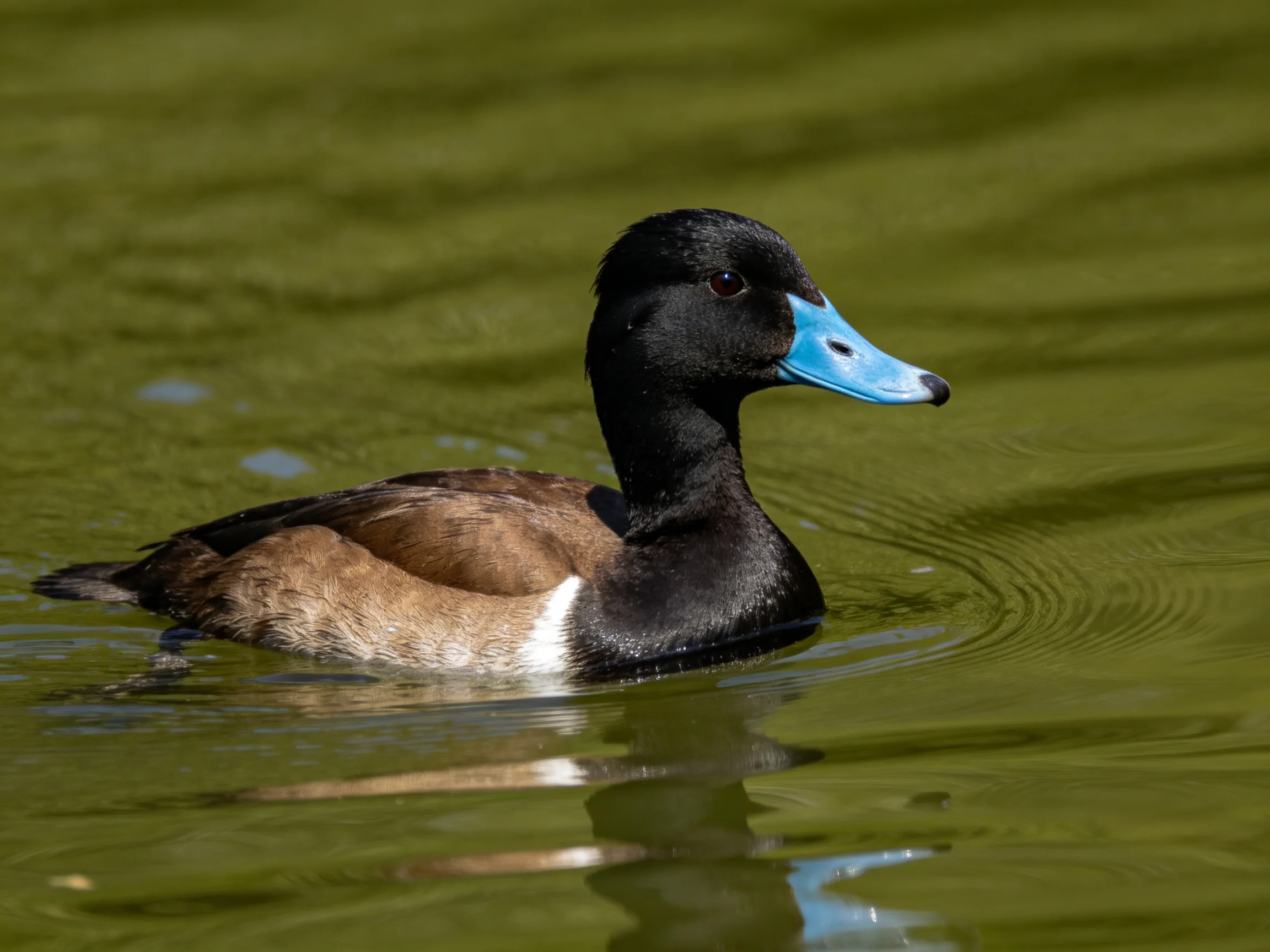 A duck with black head, blue beak swims in green water