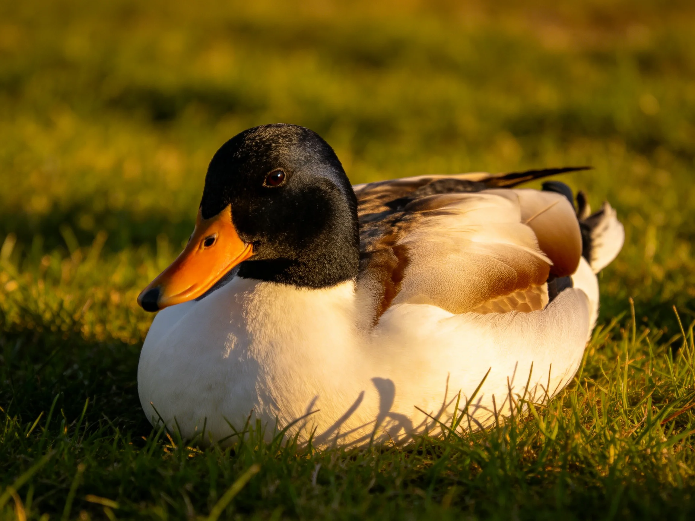A duck with black head, orange beak resting on golden grass