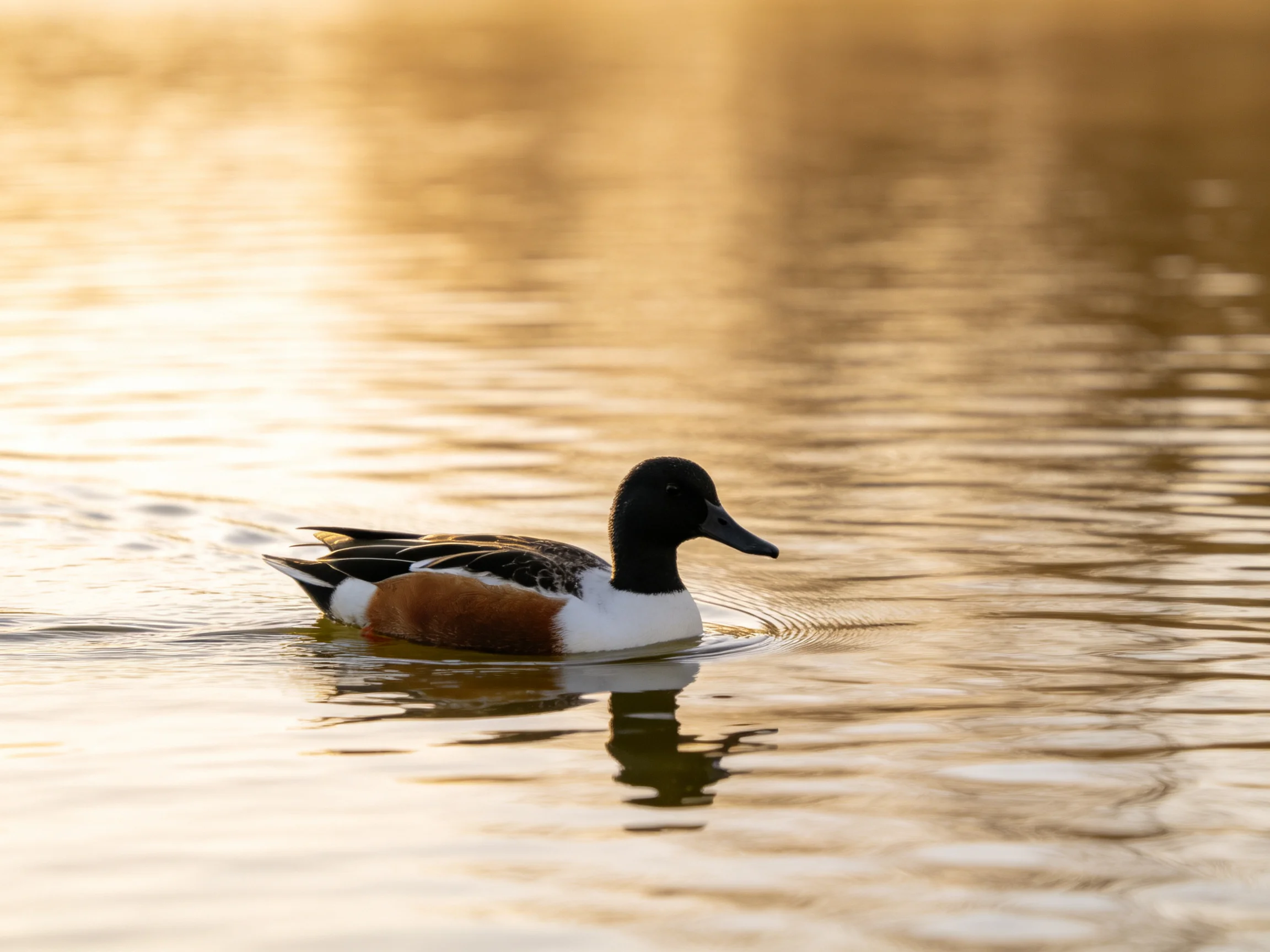 A duck with black, white, and brown plumage swims in golden-hued water
