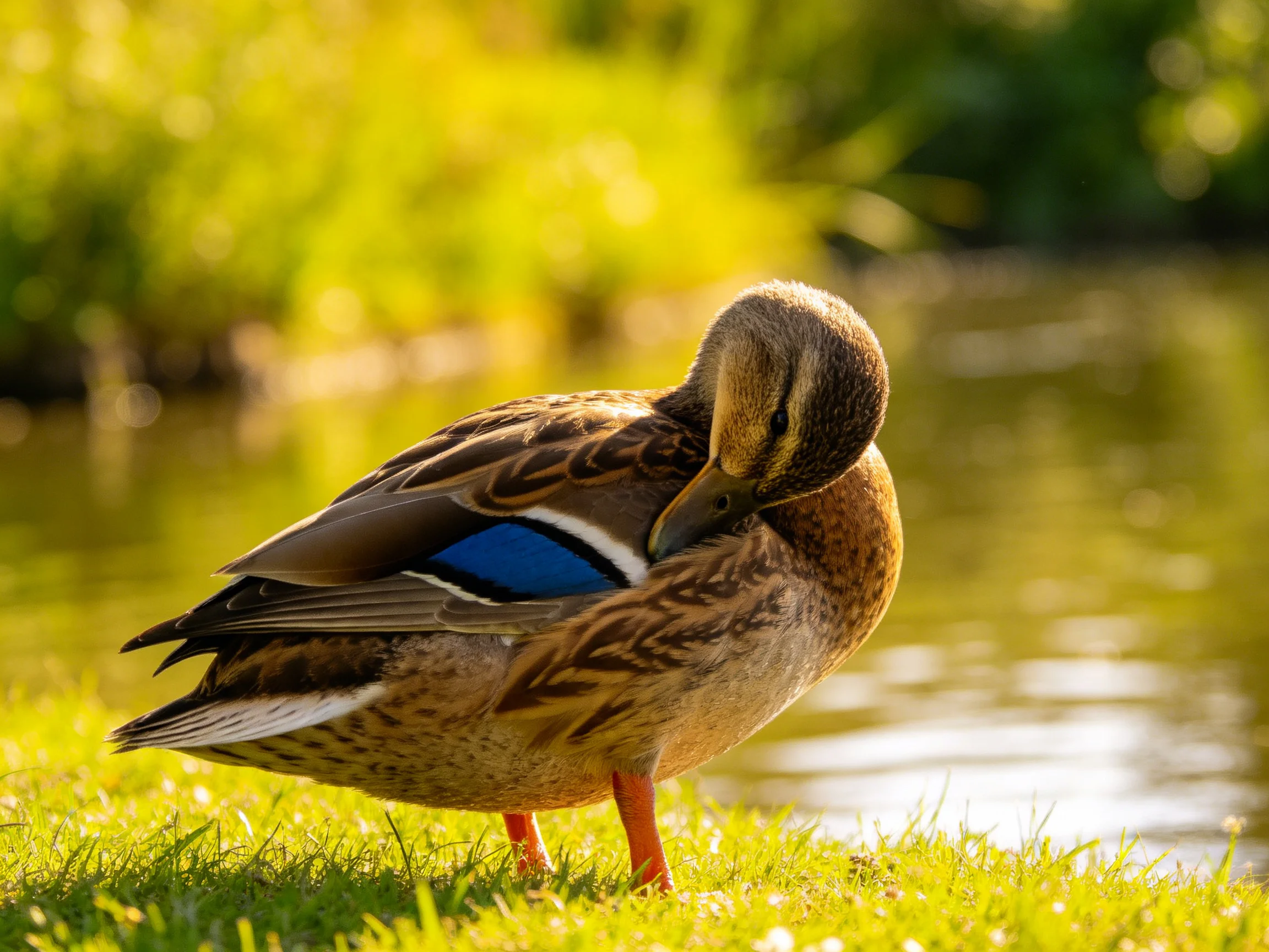 A duck with blue wing patches preens on grass by water