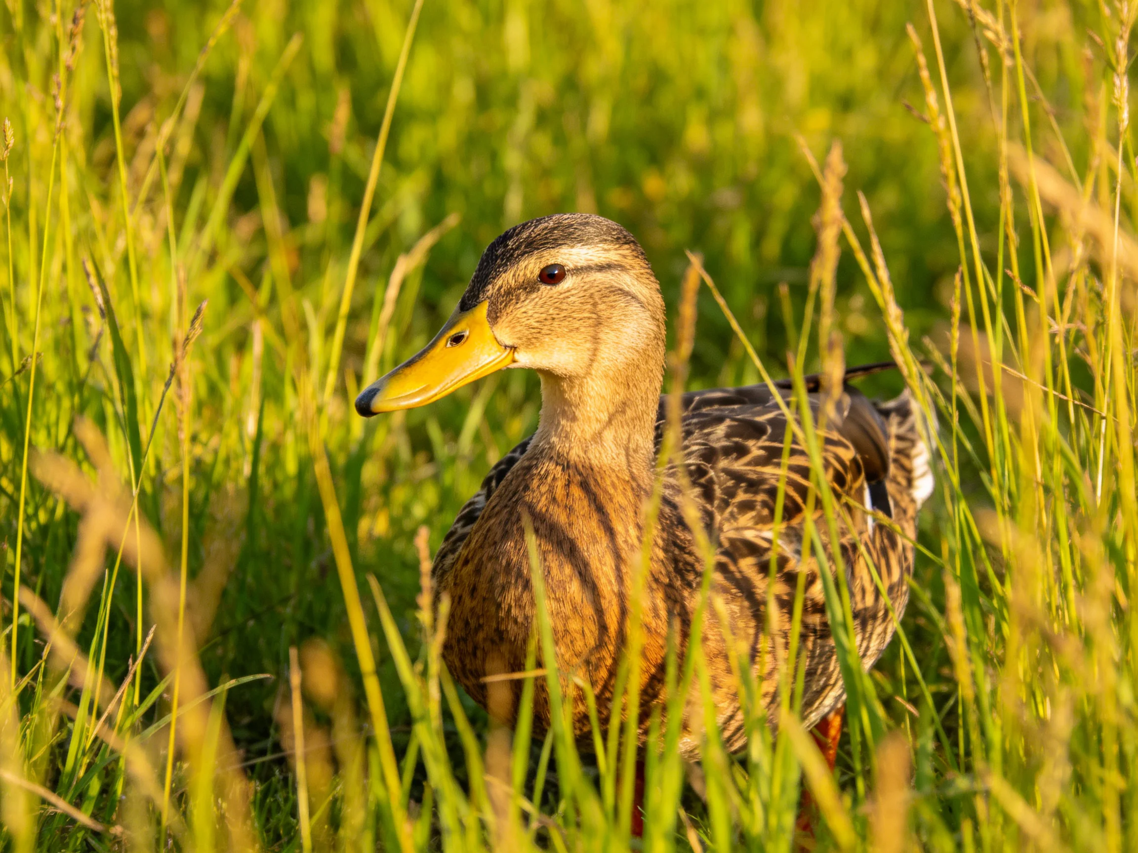A duck with brown and black patterned feathers in tall green grass