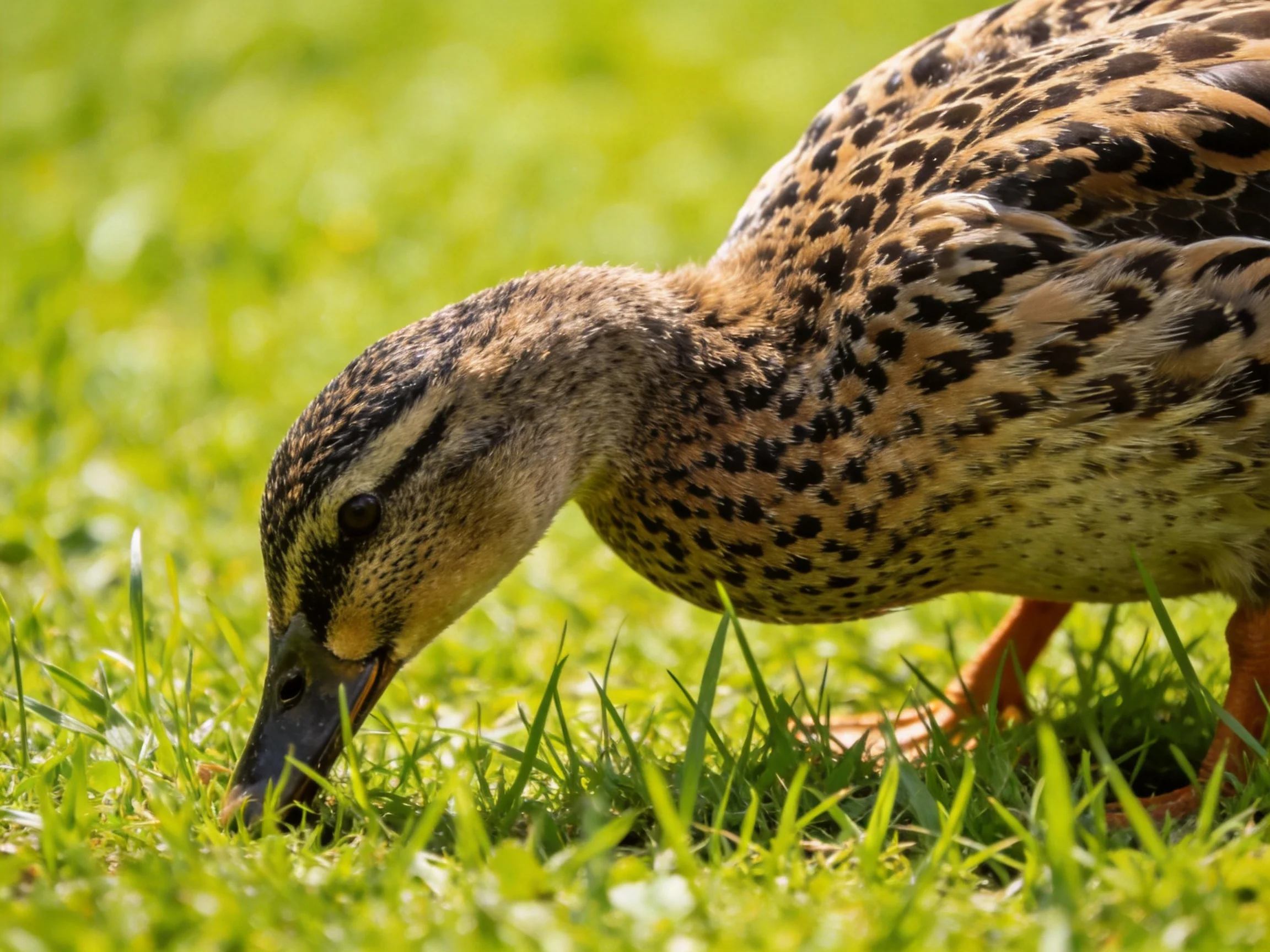 A duck forages in green grass under sunlight.
