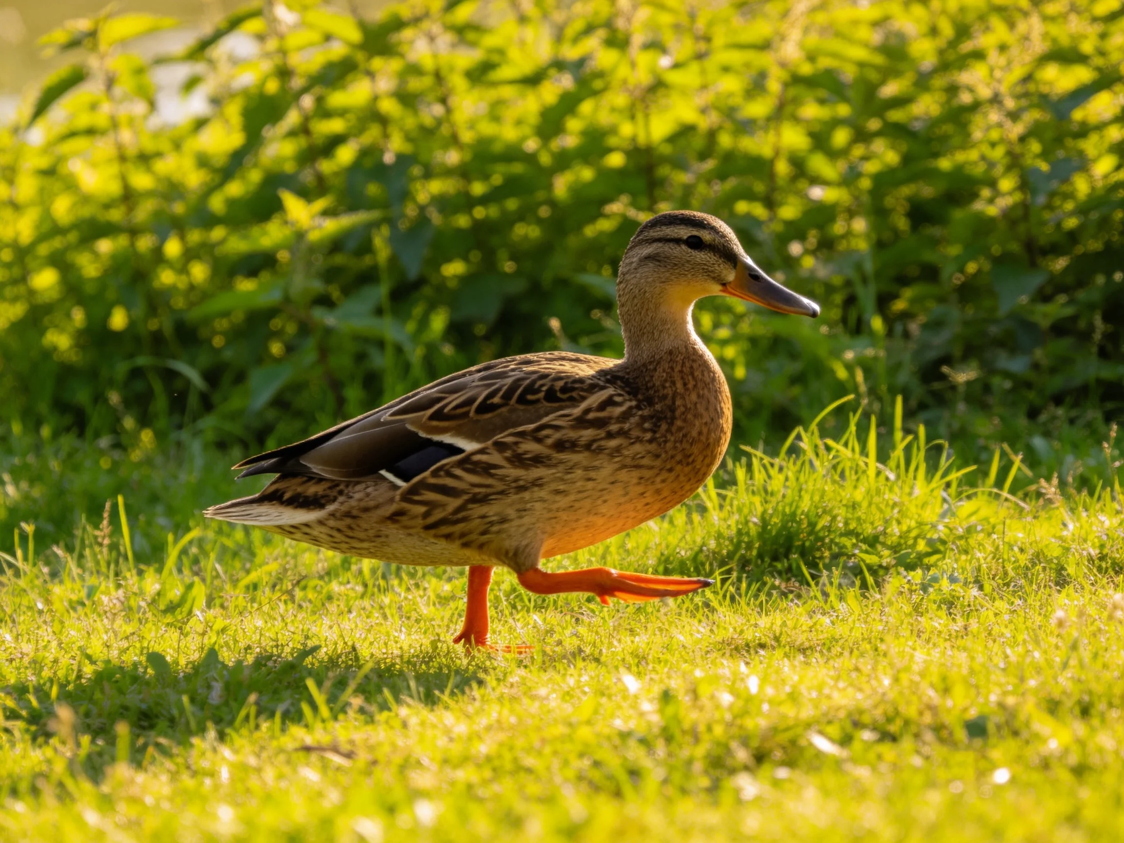 A duck with brown and patterned plumage walks on vibrant green grass
