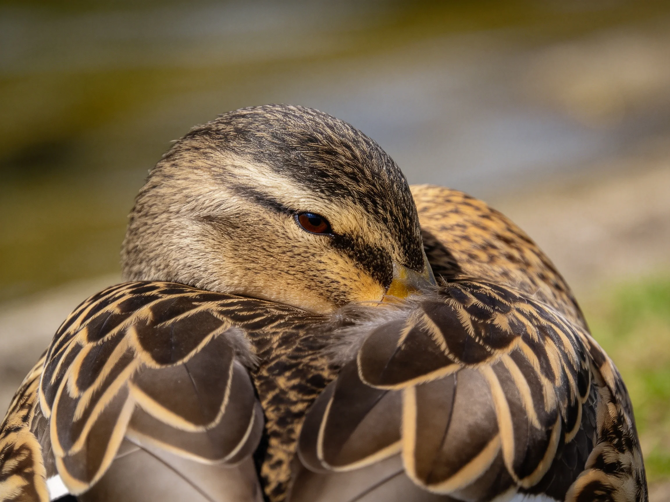 A duck with brown and tan patterned feathers preening near water
