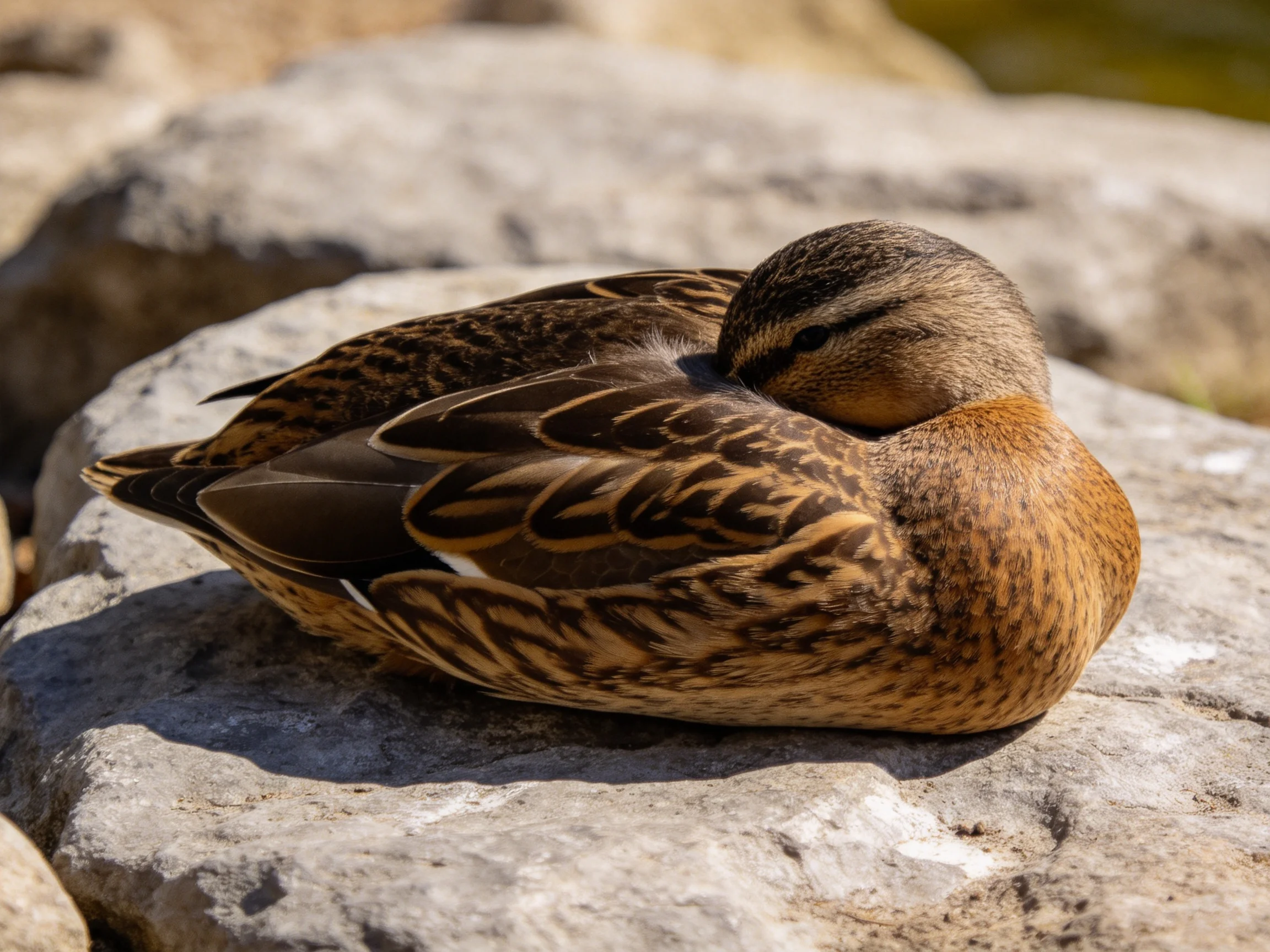 A duck with brown and tan plumage rests on a large gray rock