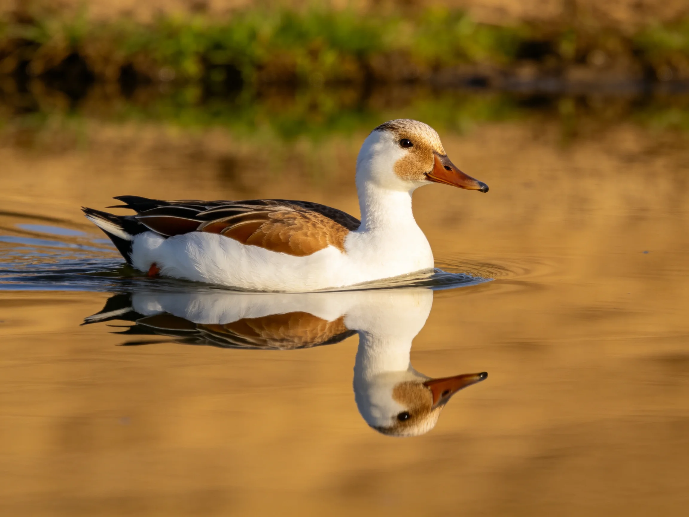 A duck with brown and white plumage swimming in golden-hued water