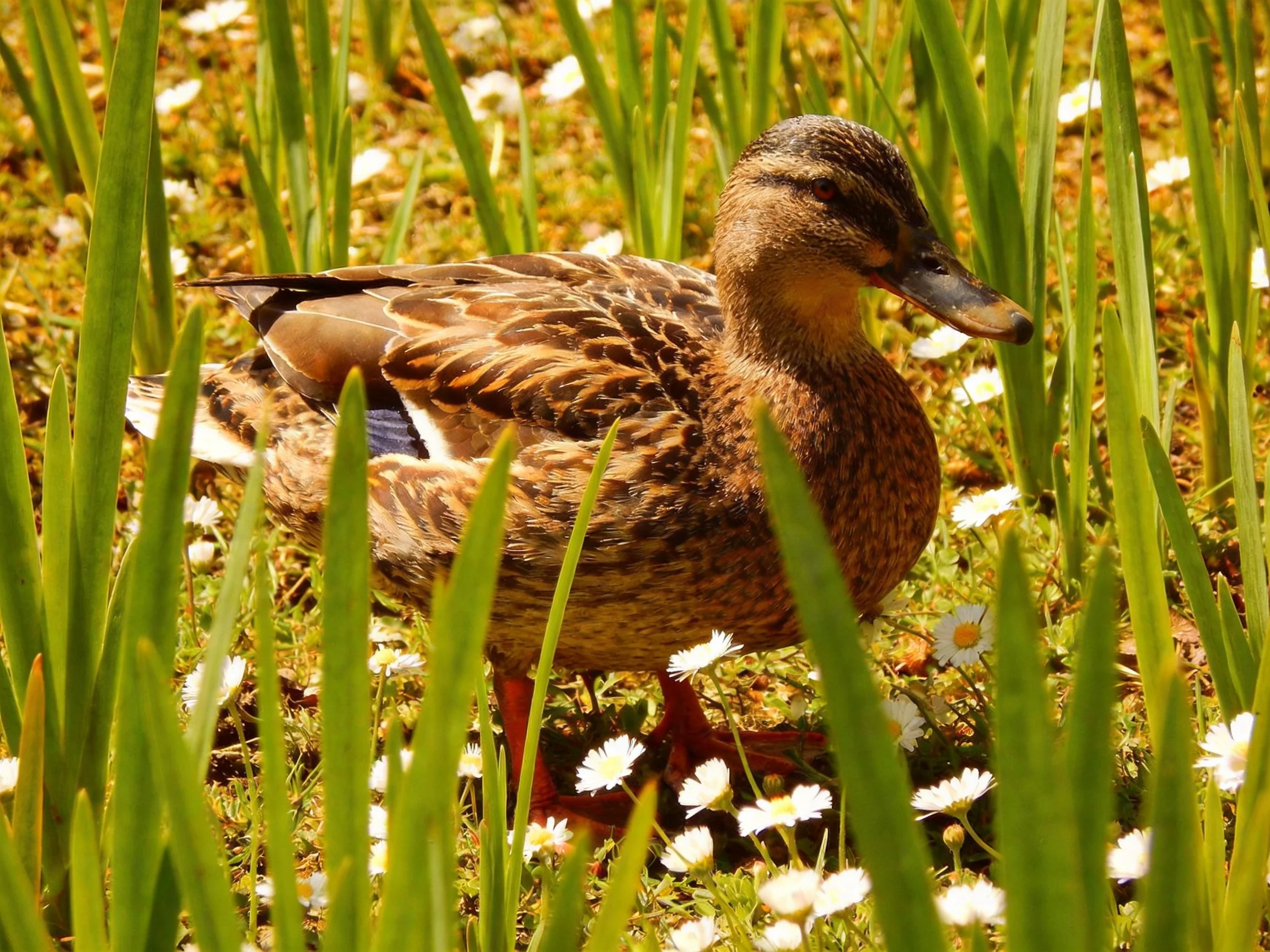 A duck with brown plumage among tall green grass and white flowers