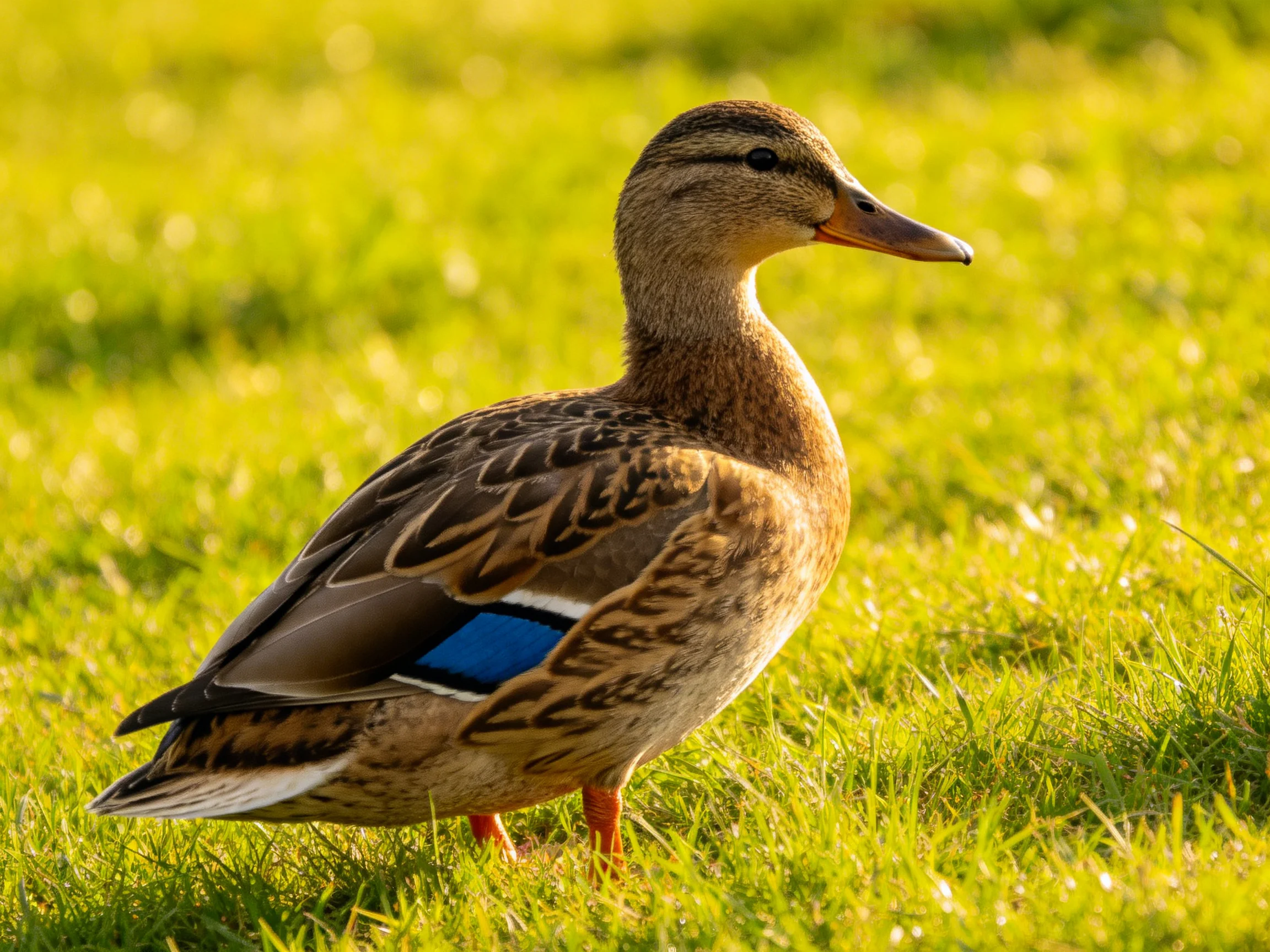 A duck with brown plumage and blue wing patch on sunlit grass