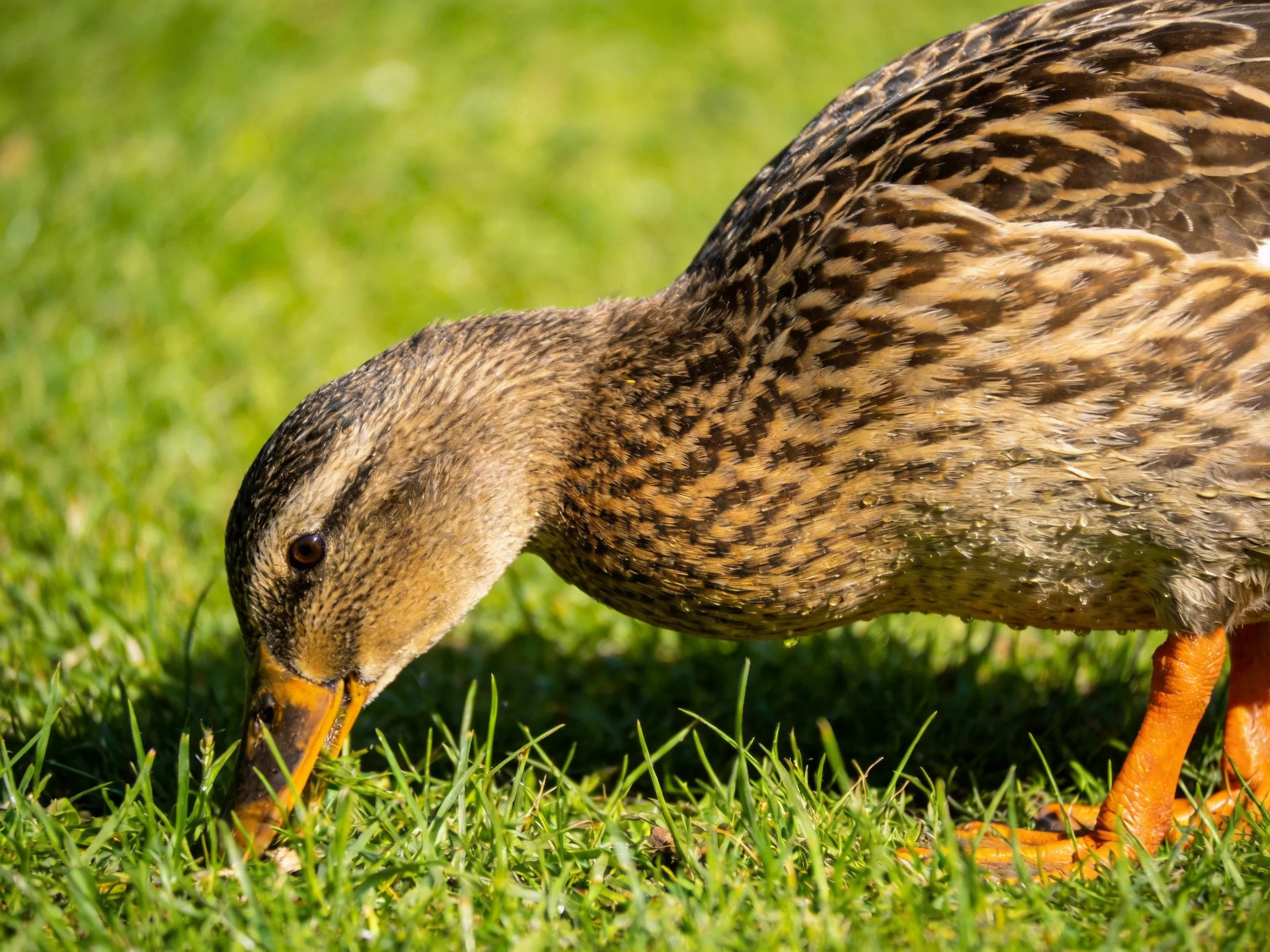 A duck pecks at the ground amid lush green grass in bright daylight.