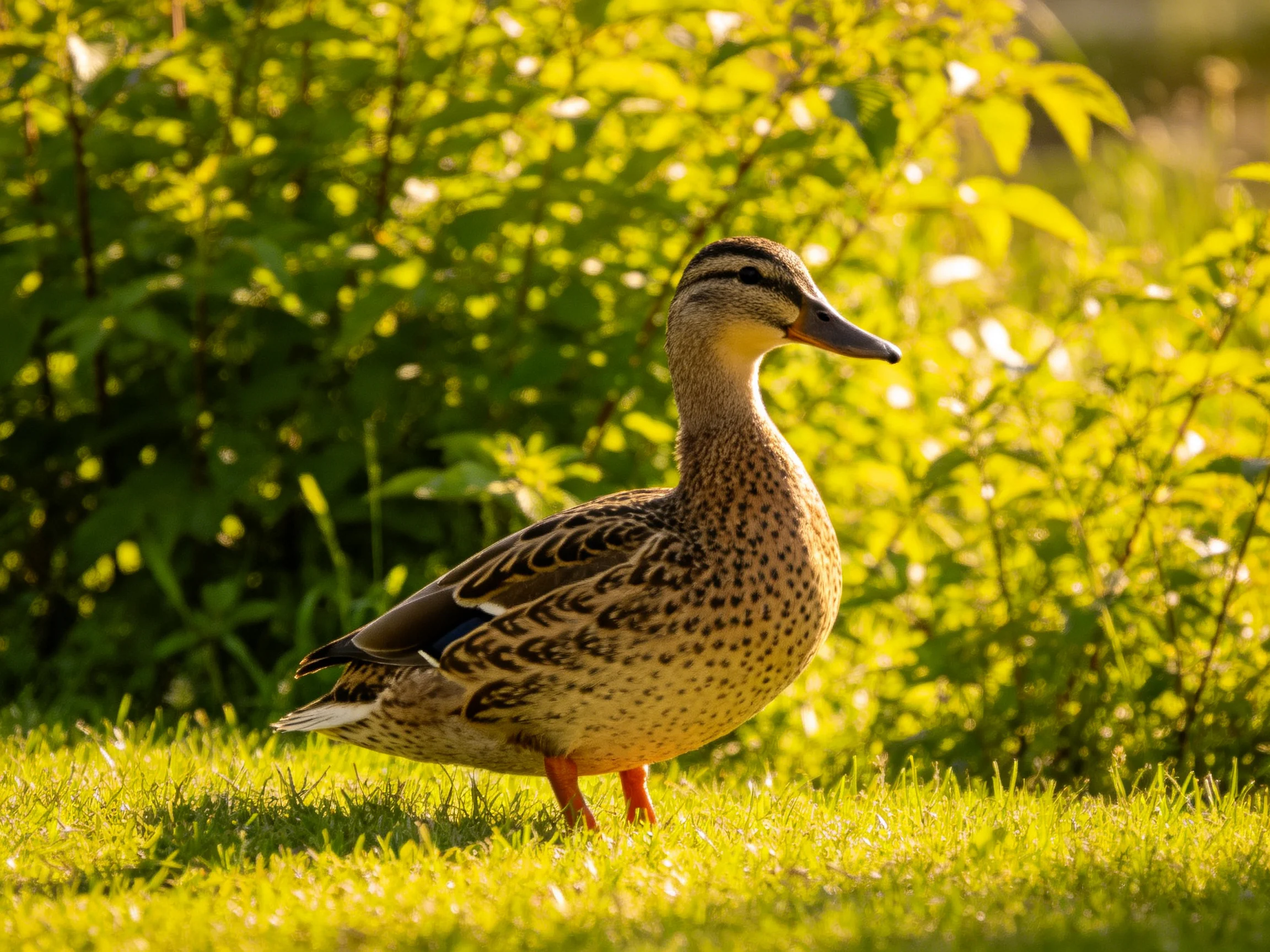 A duck with brown-speckled plumage stands on vibrant green grass near dense leafy vegetation