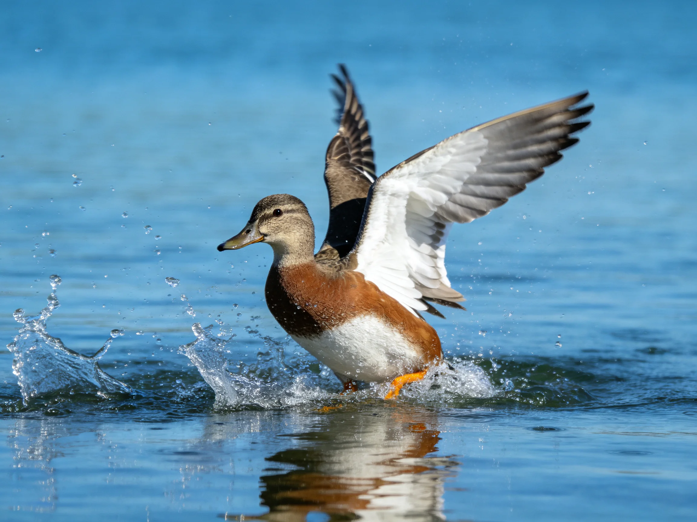 A duck with brown, white, and black plumage splashing in clear blue water