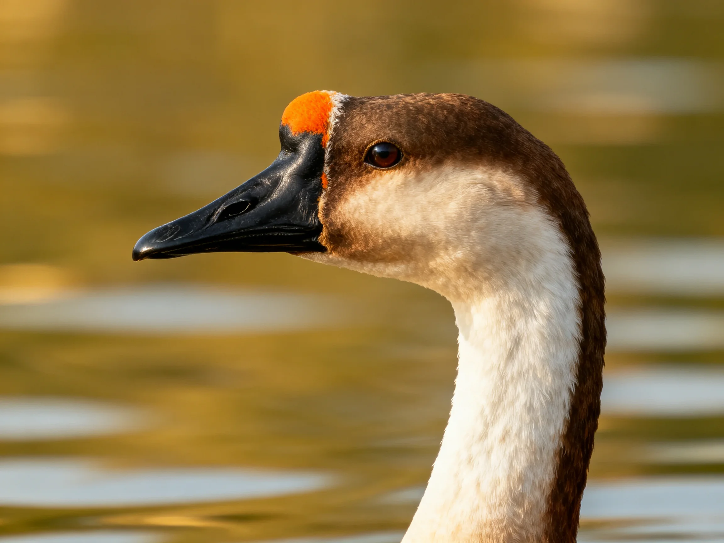 A duck with brown, white, and orange plumage near calm water