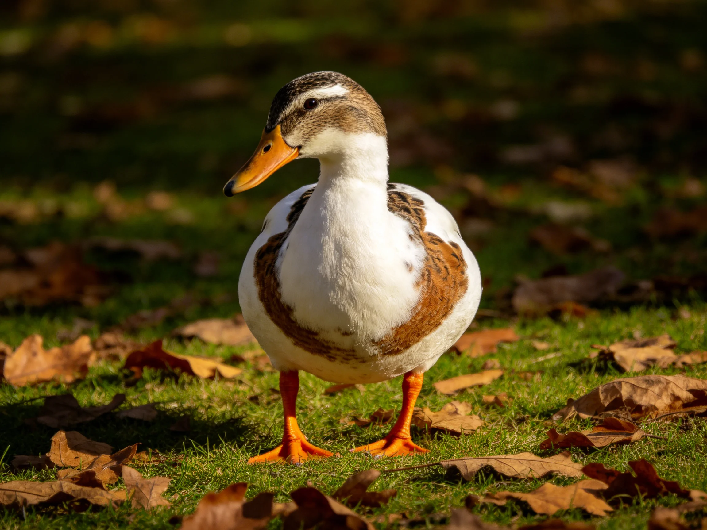 A duck with brown, white, and orange plumage stands on grass amid scattered autumn leaves