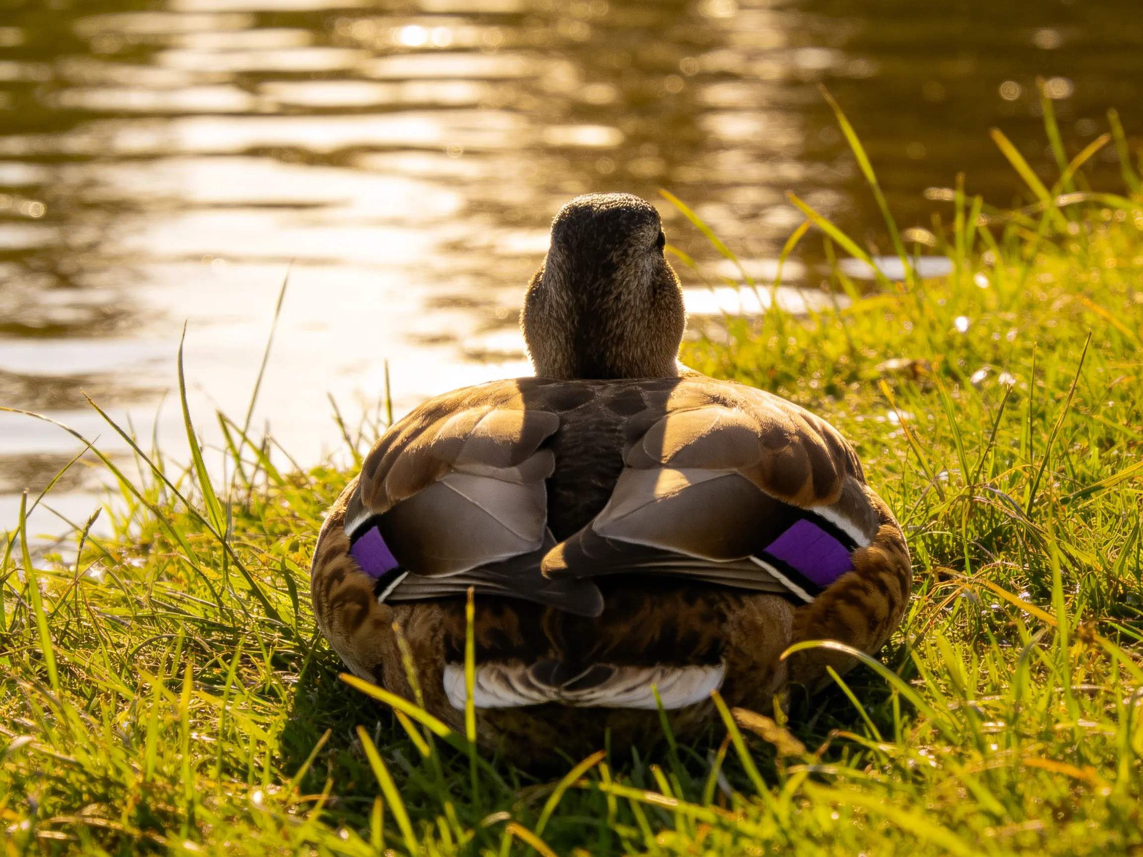 A duck with purple wing bands rests on green grass by a sunlit pond