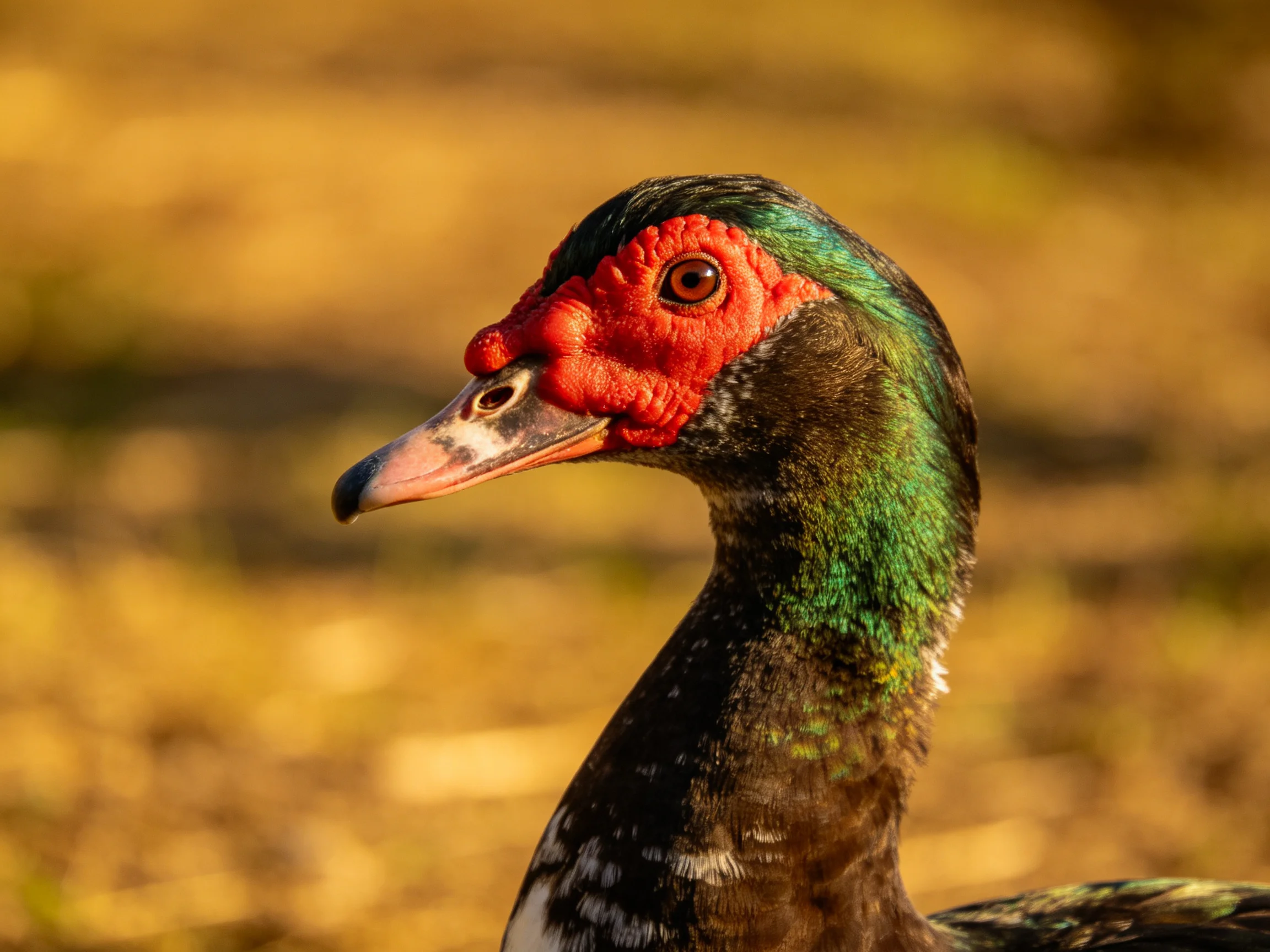 A duck with red facial skin, green neck feathers, and brown plumage