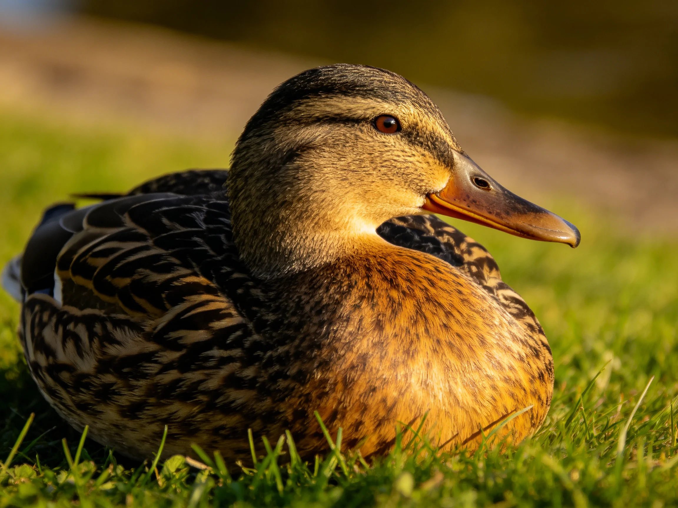 A female mallard rests on lush green grass bathed in golden sunlight