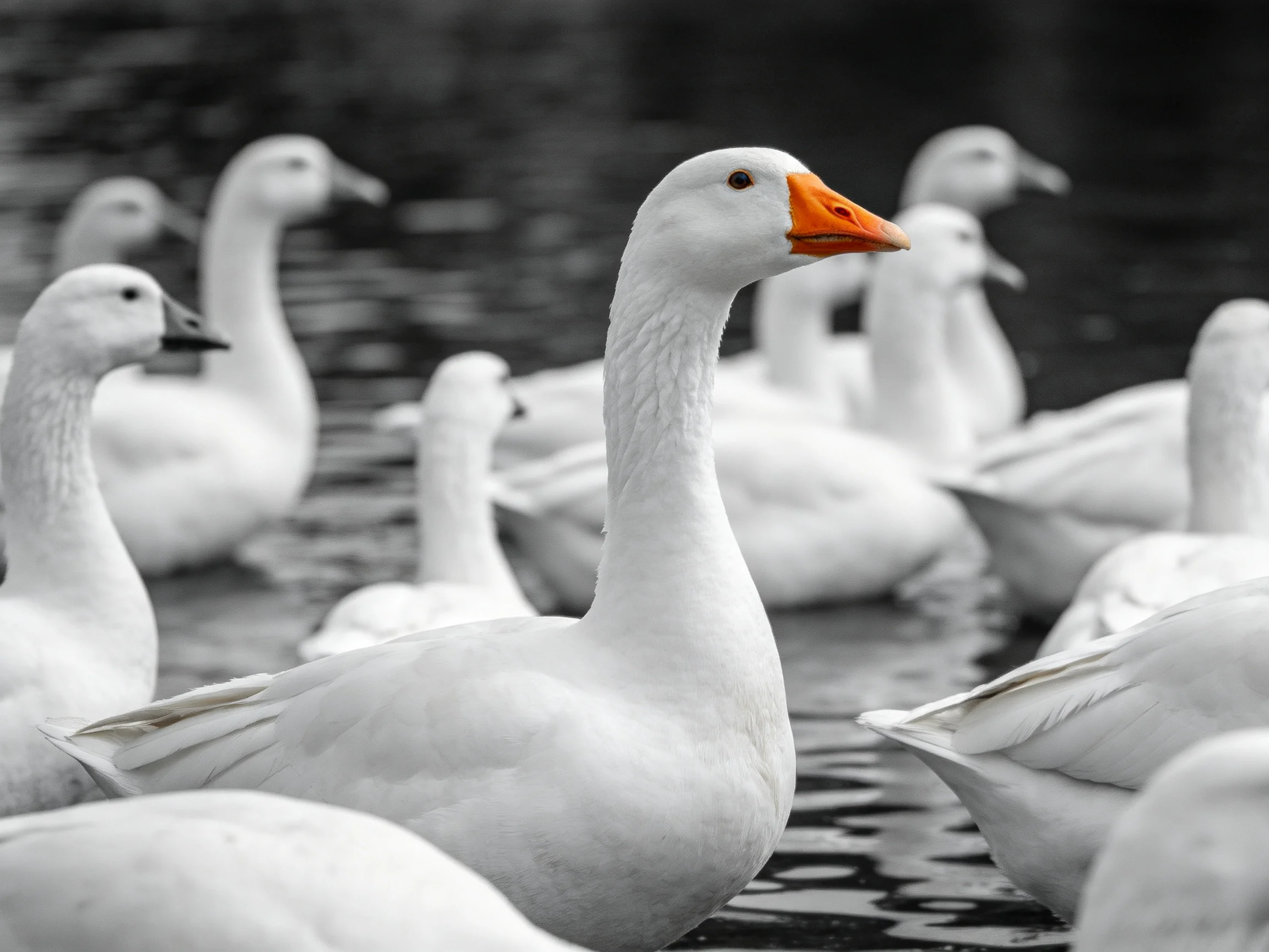 A flock of white geese swims, one with an orange beak