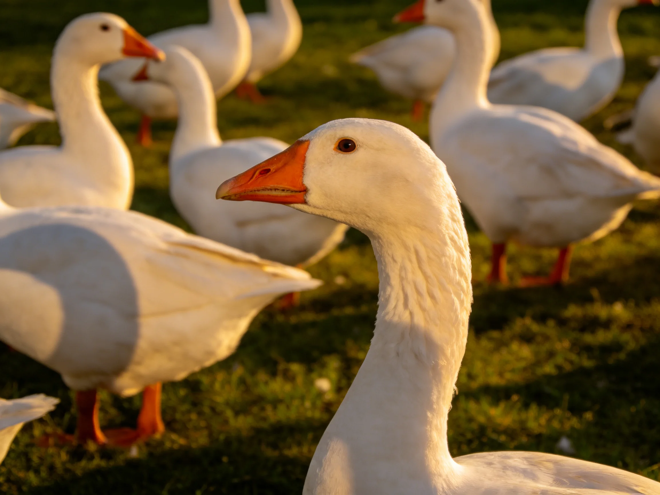 A flock of white geese with orange beaks gathered on green grass