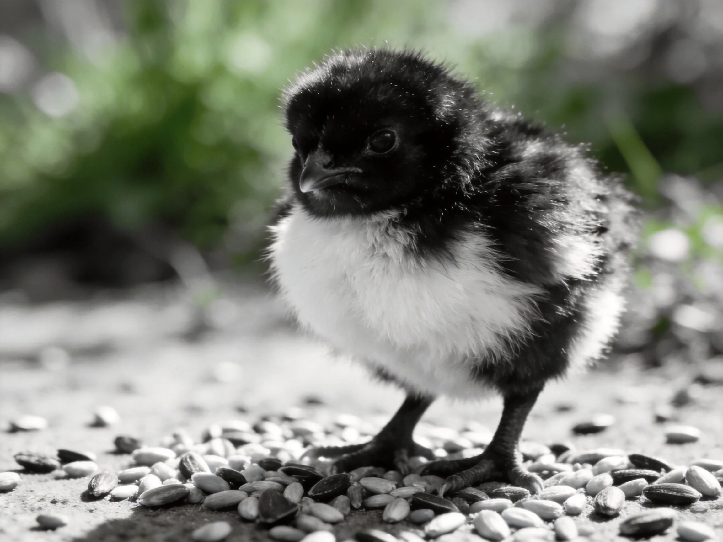 A fluffy black and white chick standing on scattered seeds