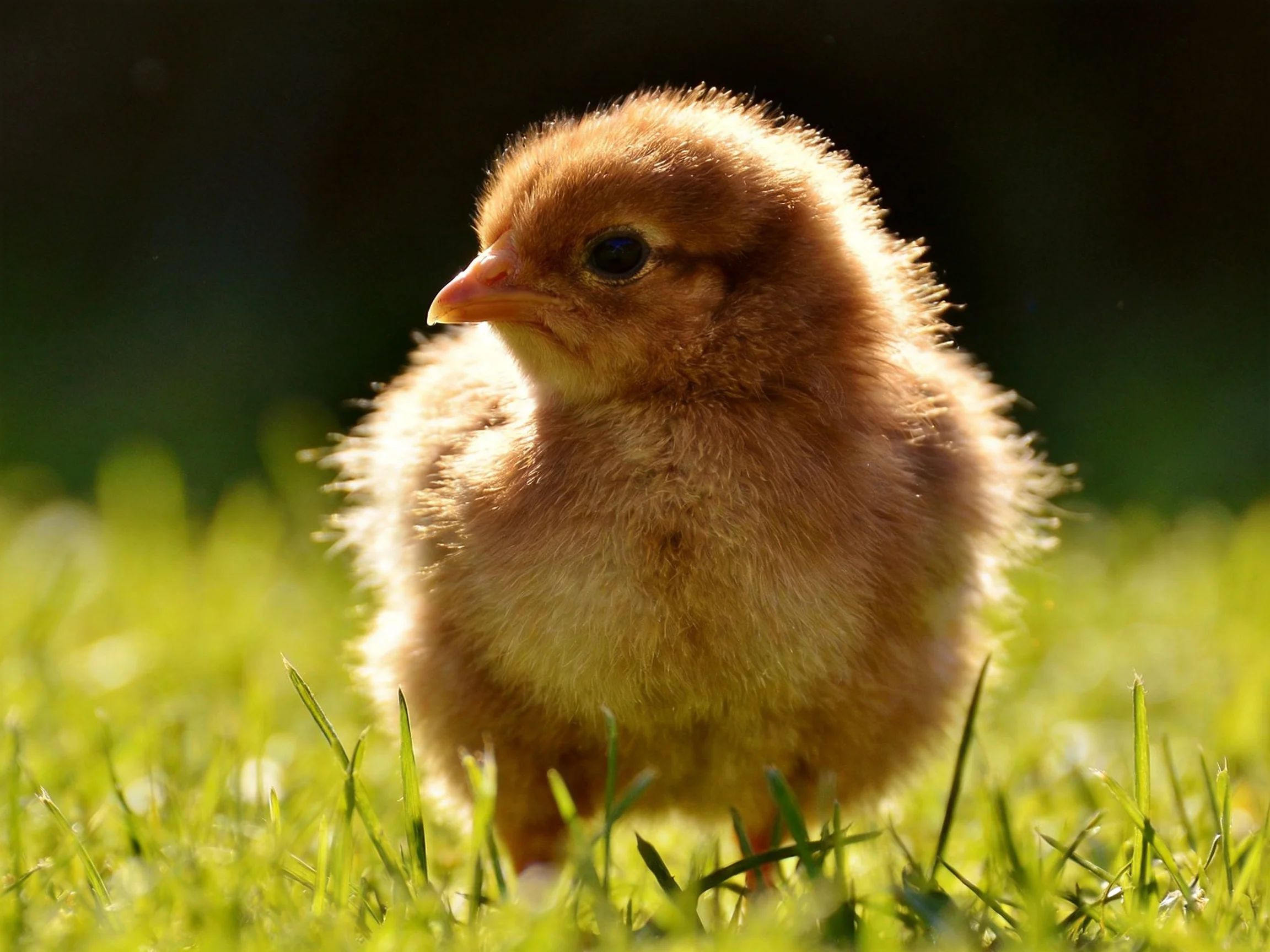 A fluffy brown chick stands on bright green grass bathed in sunlight