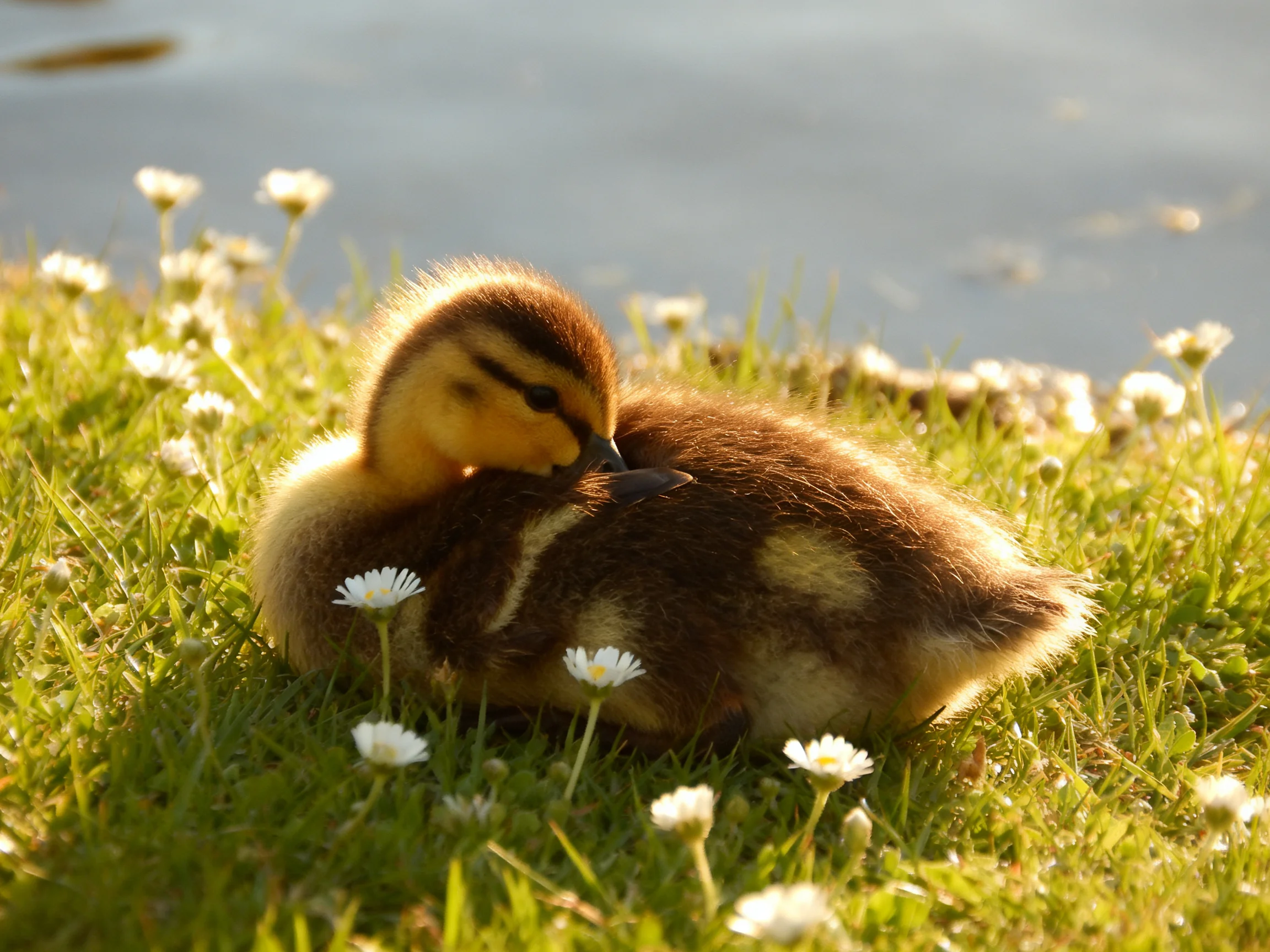 A fluffy brown duckling rests amid white daisies by calm water