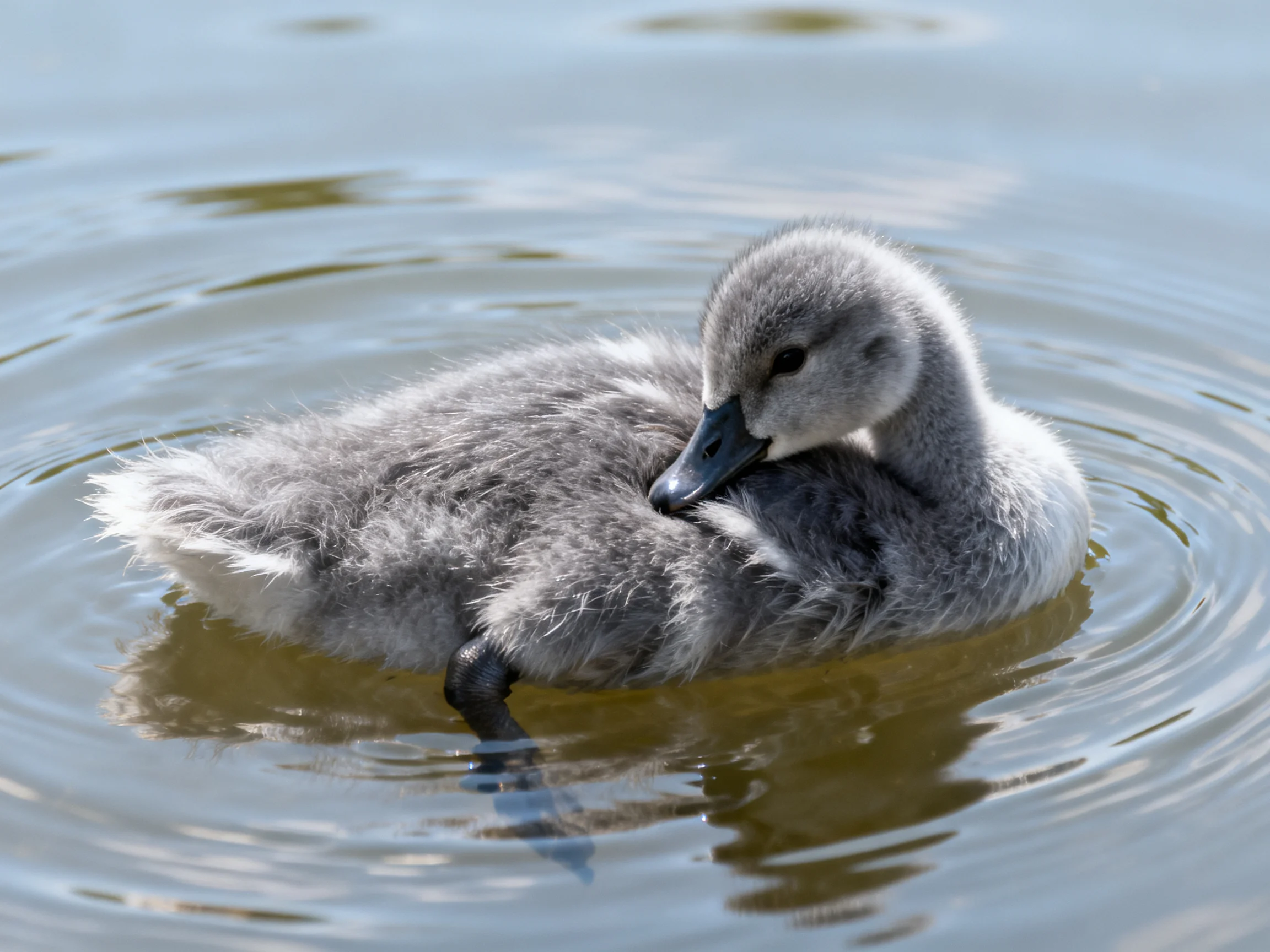 A fluffy gray duckling swims serenely in calm, rippling water