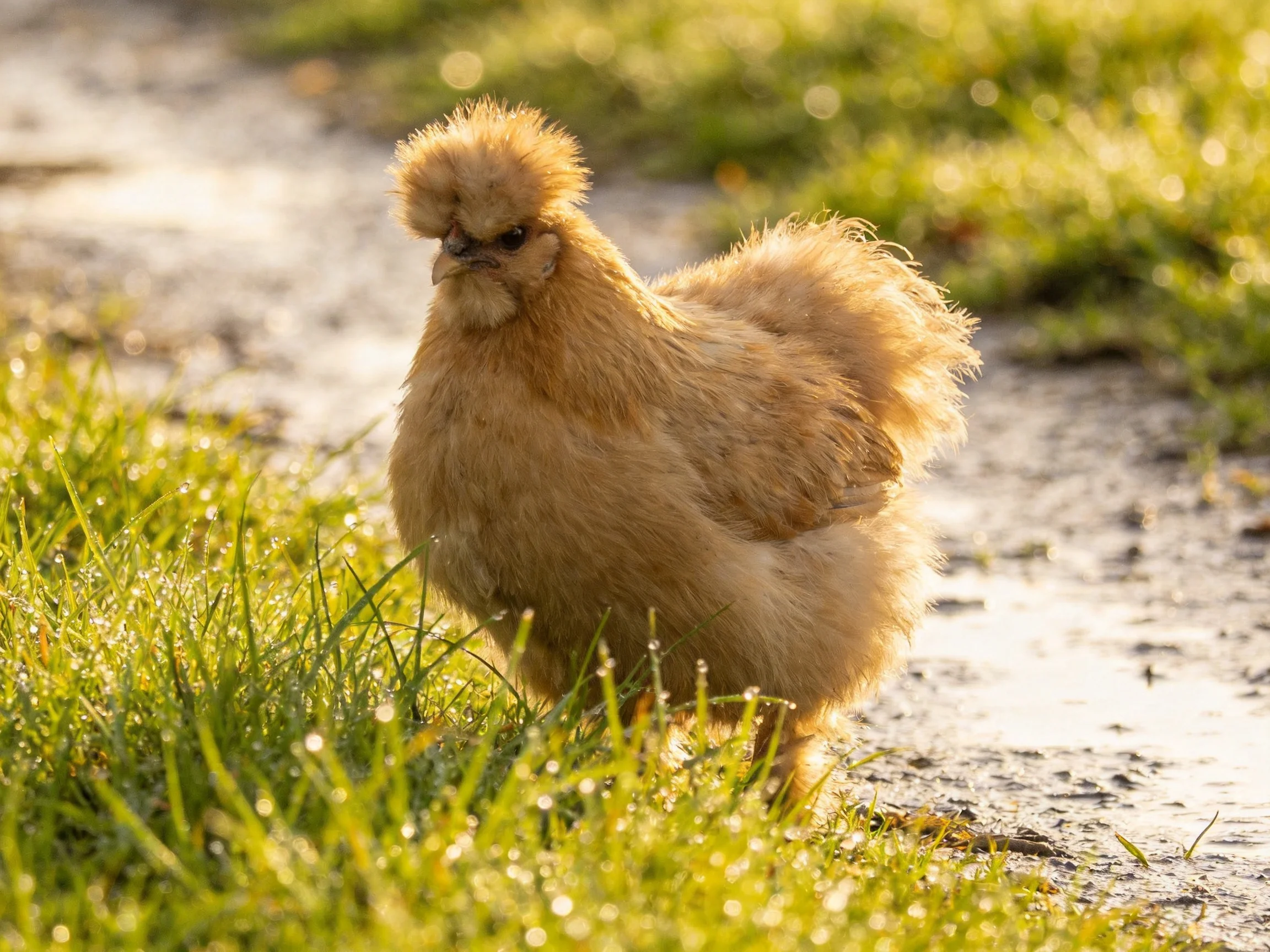 A fluffy tan chicken stands near dewy green grass by a wet path