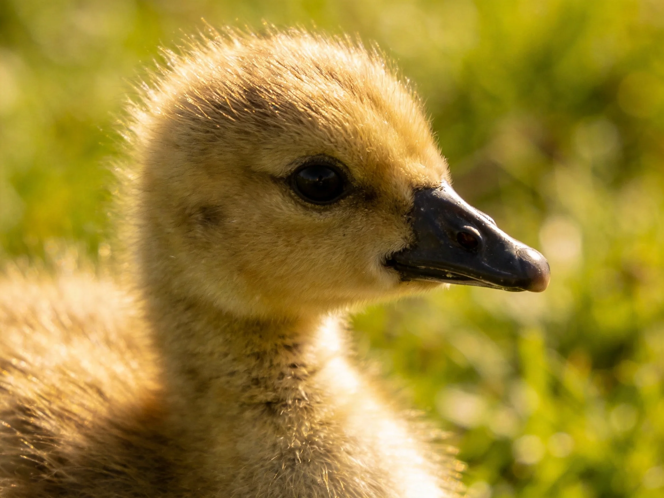 A fluffy tan gosling chick with dark beak in green foliage