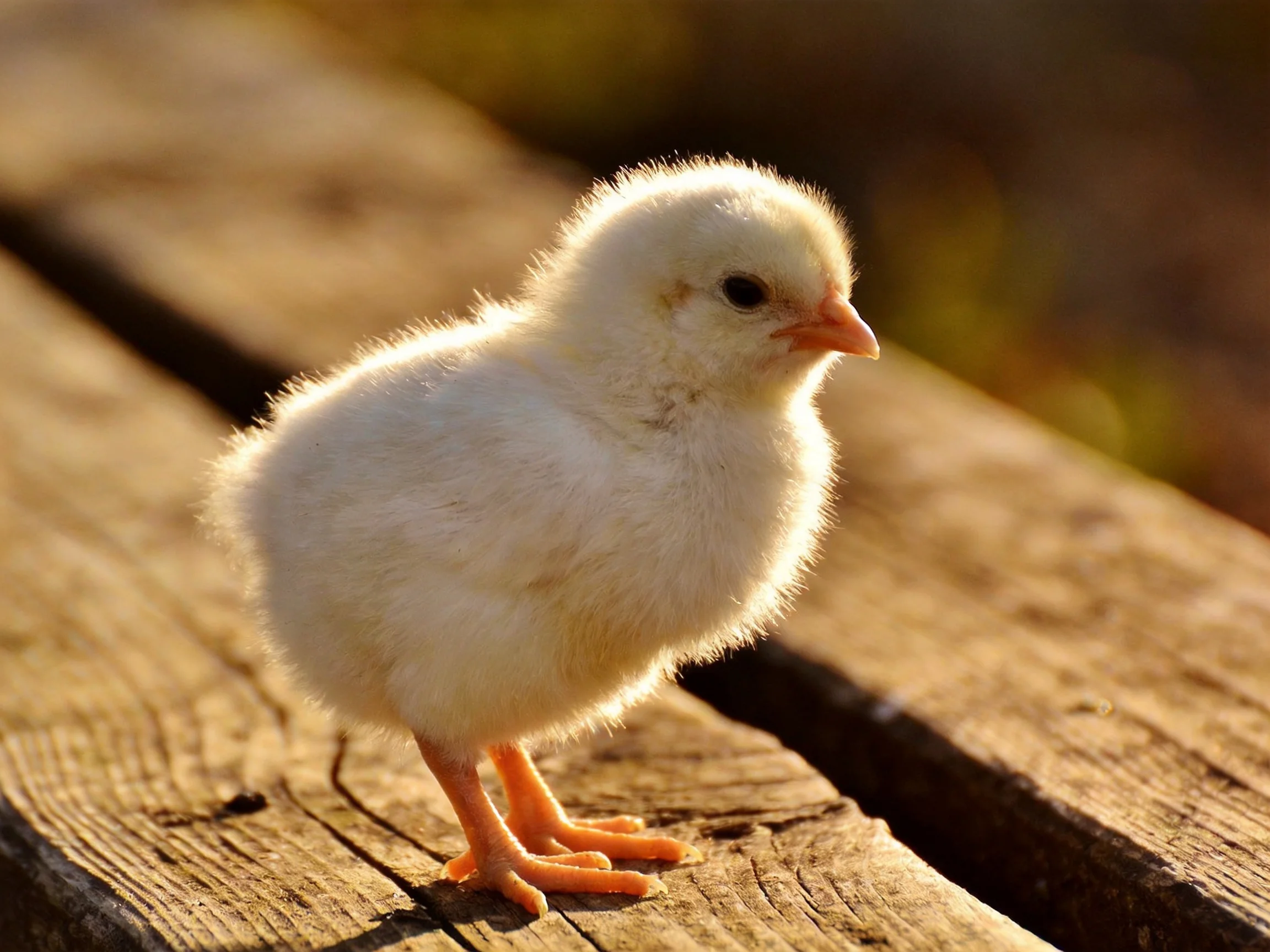 A fluffy white chick stands on weathered wooden planks in warm sunlight