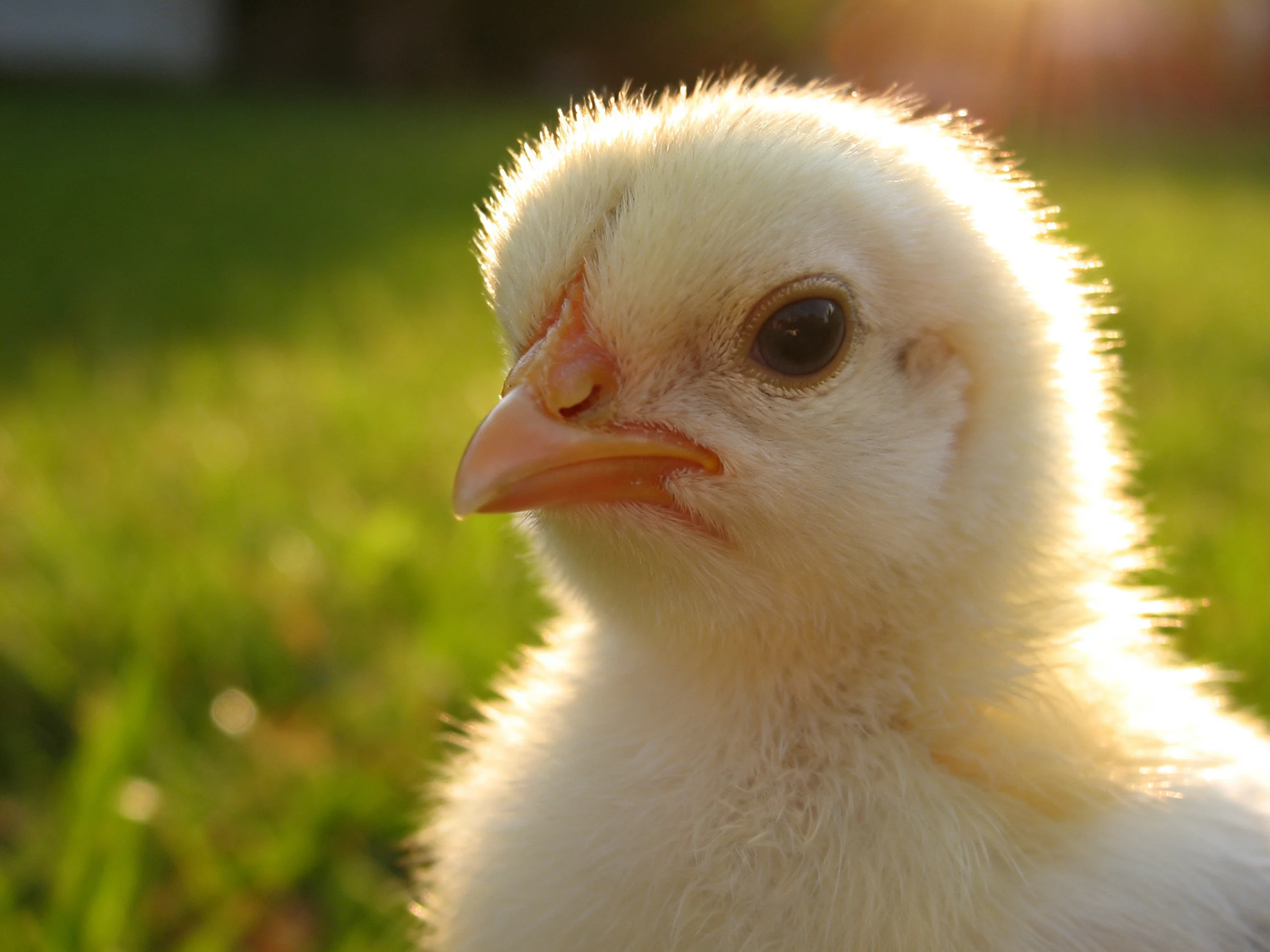 A fluffy white chick with orange beak in sunlit green field
