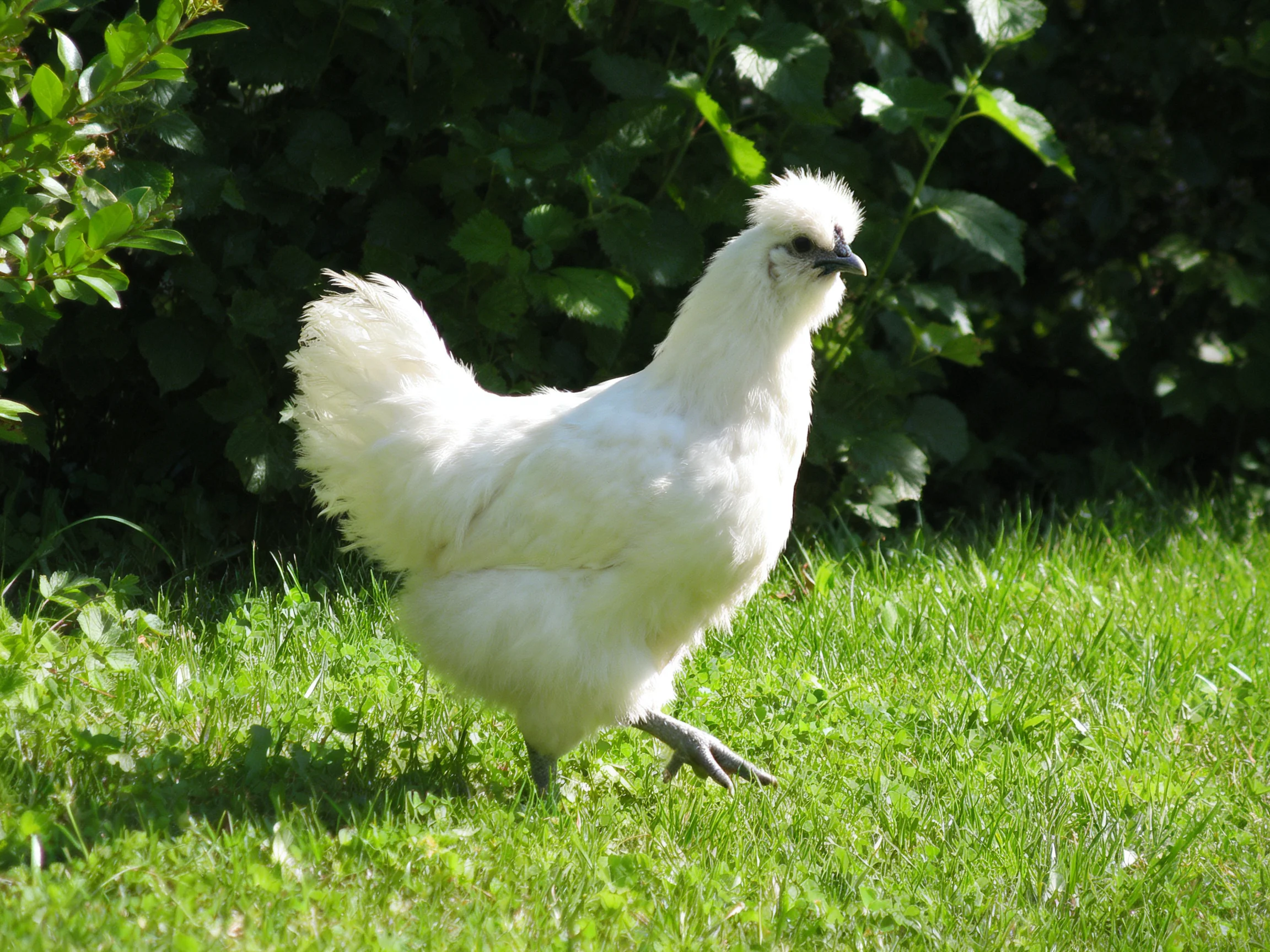 A fluffy white chicken walking on lush green grass near dense bushes